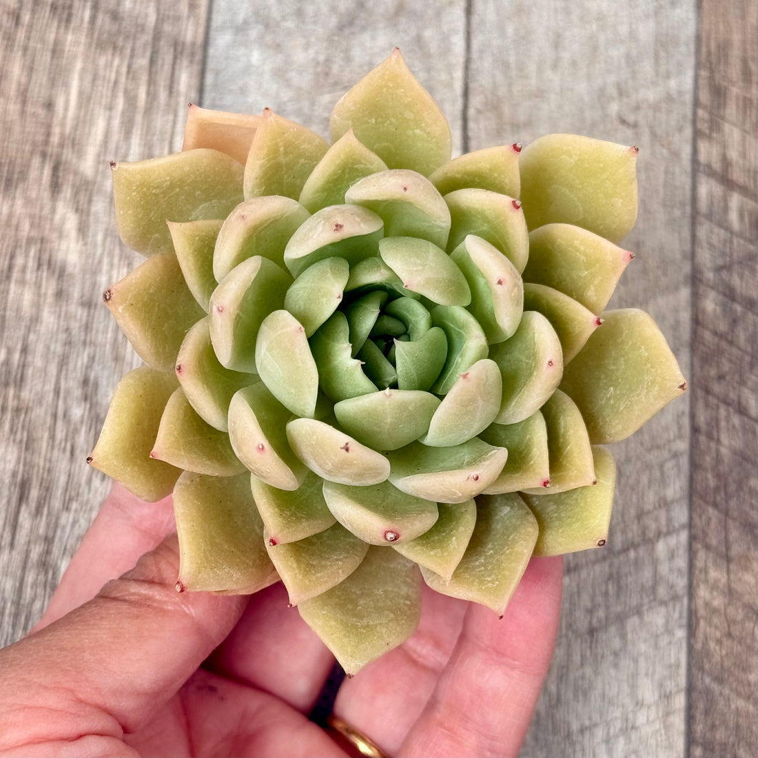 ゴールドバード (チャンヒー農園苗)