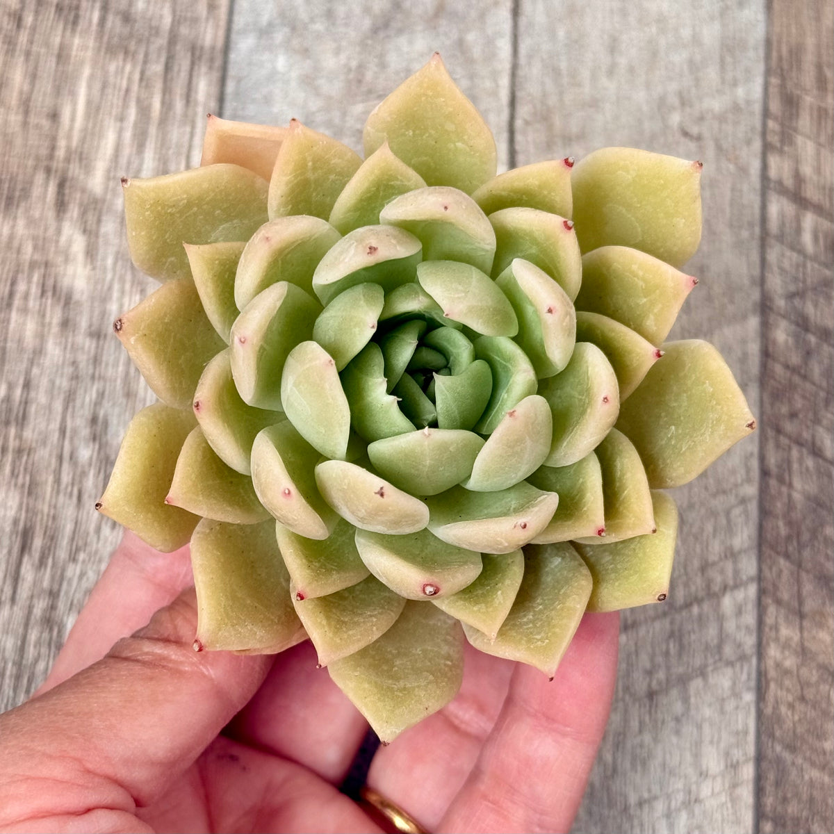 Gold Bird (Changhee Farm Seedlings)