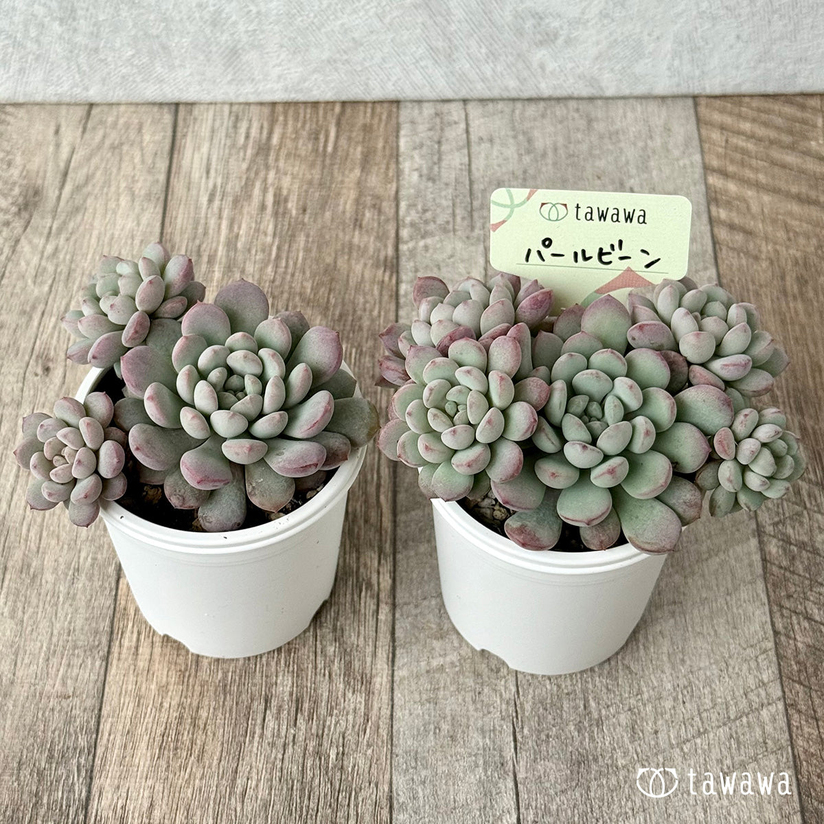 パールビーン(エアーマジック農園)【tawawaハウス苗】