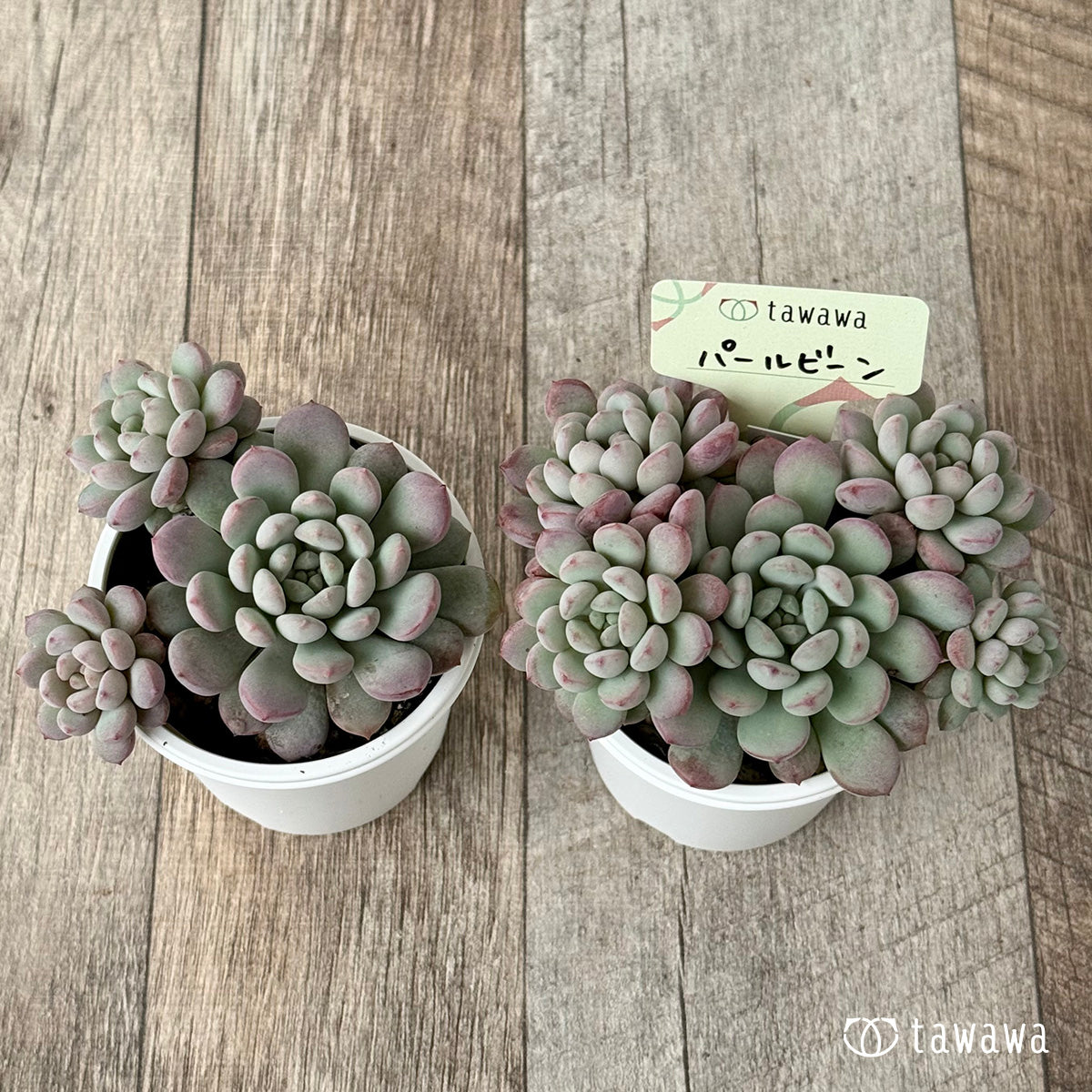 パールビーン(エアーマジック農園)【tawawaハウス苗】