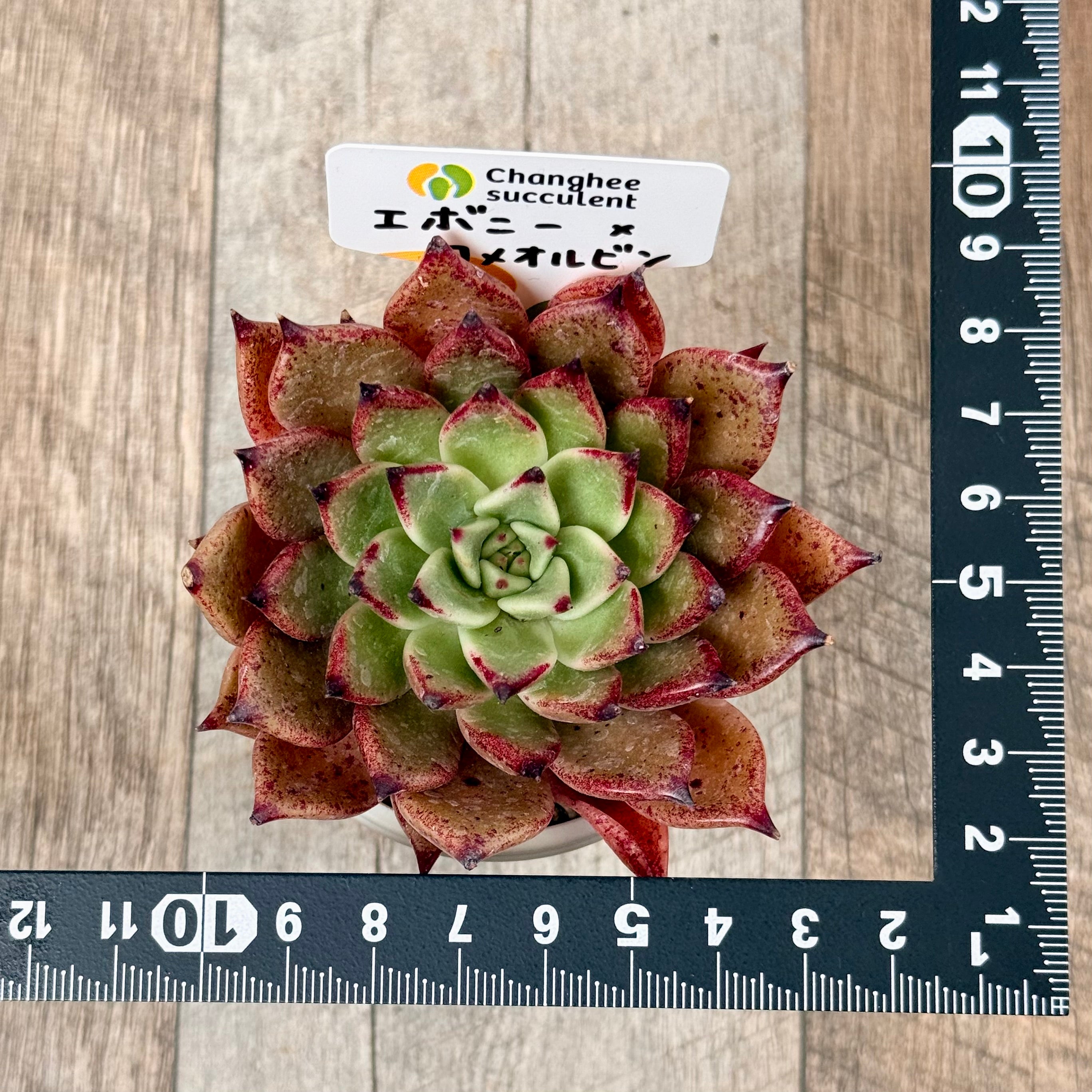 New Arrivals: Ice Green