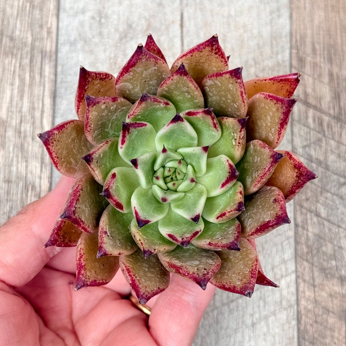 New Arrivals: Ice Green