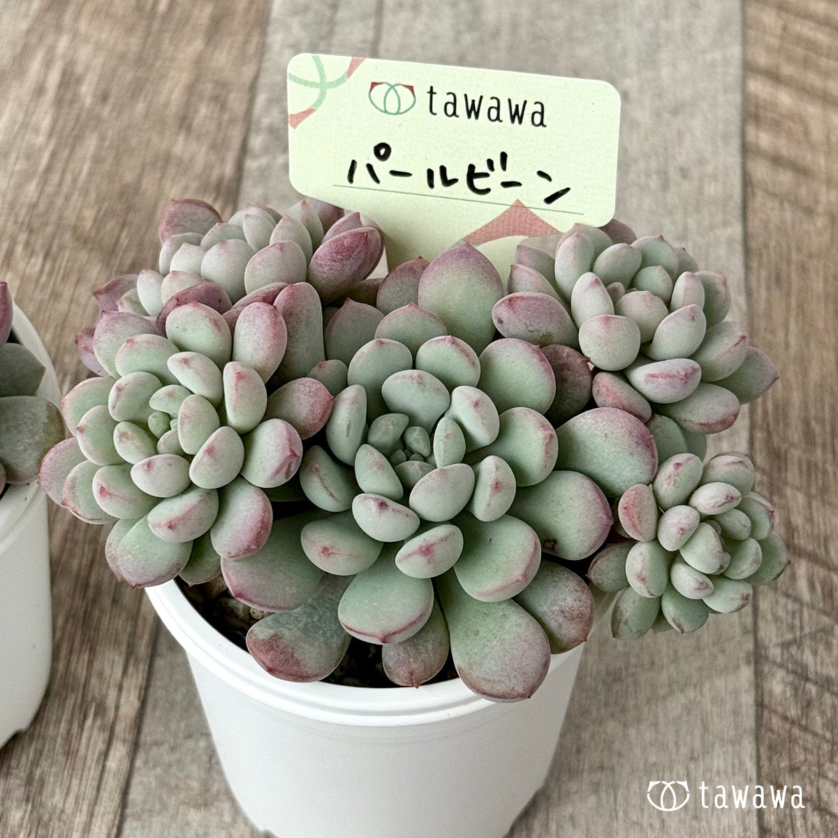 パールビーン(エアーマジック農園)【tawawaハウス苗】