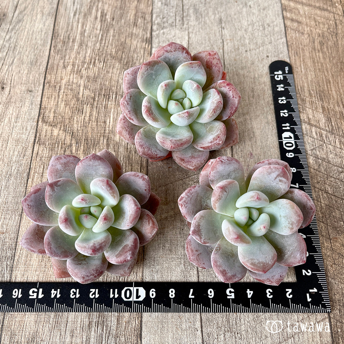 pansy (Viola tricolor hortensis)