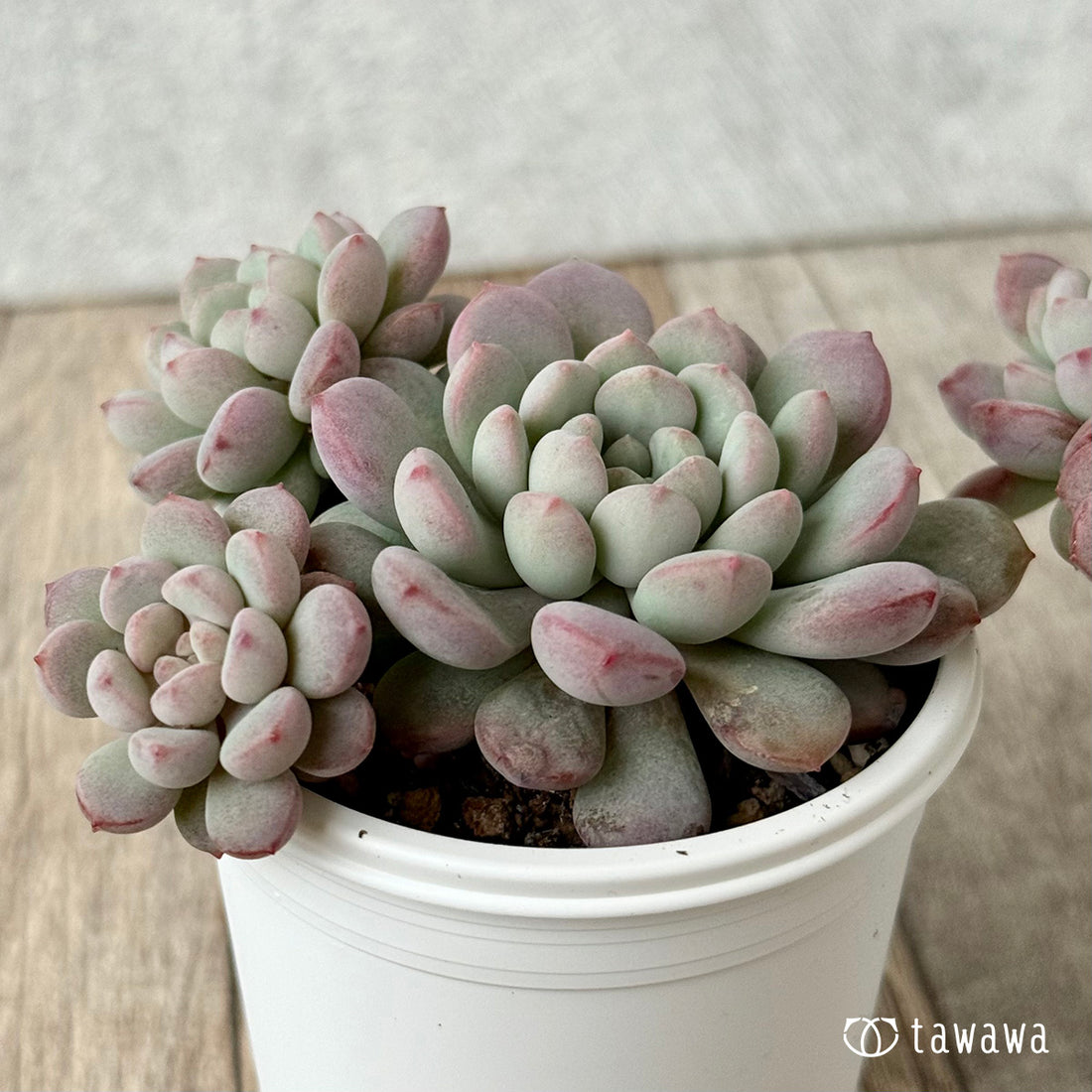 *新発売* パールビーン(エアーマジック農園)【tawawaハウス苗】