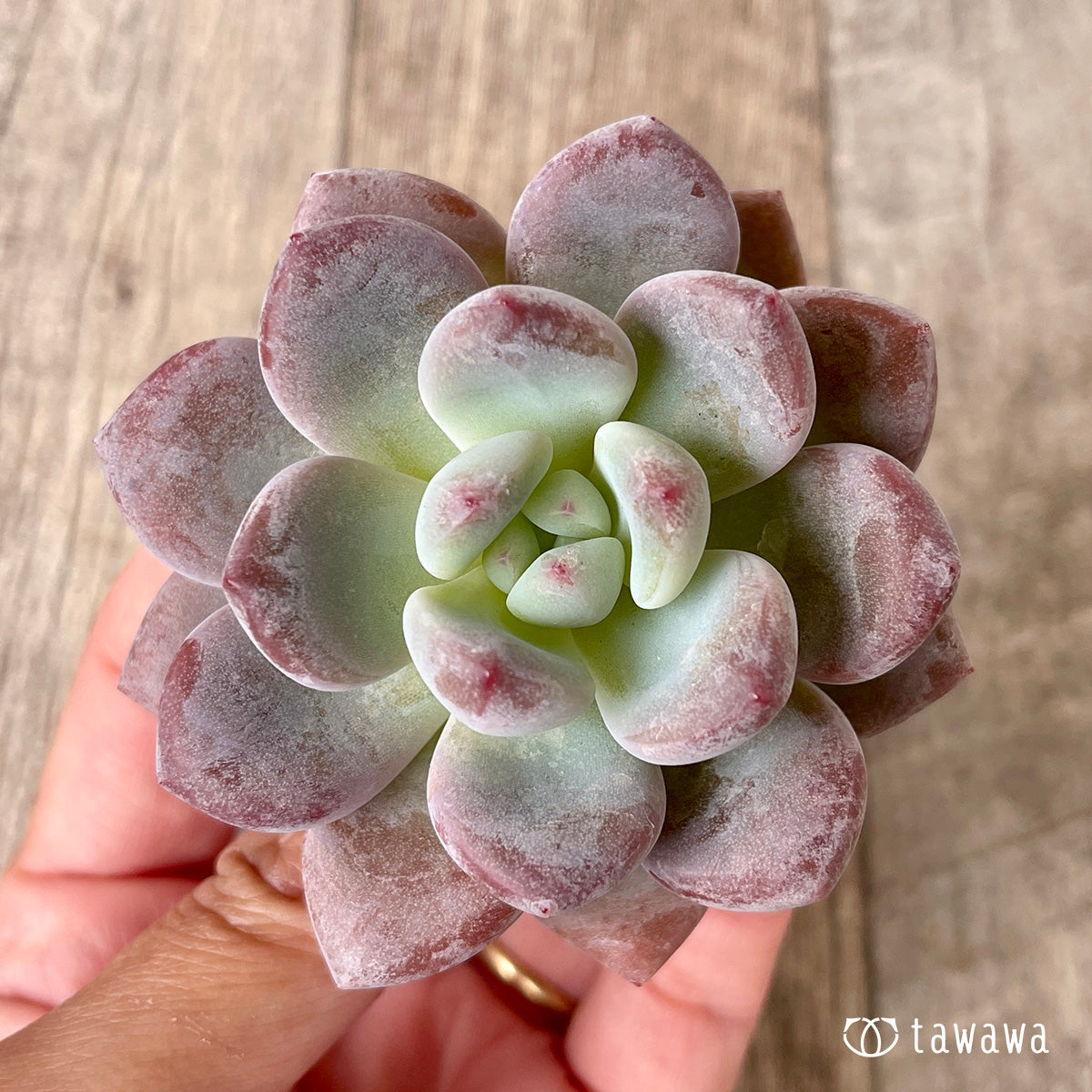 pansy (Viola tricolor hortensis)