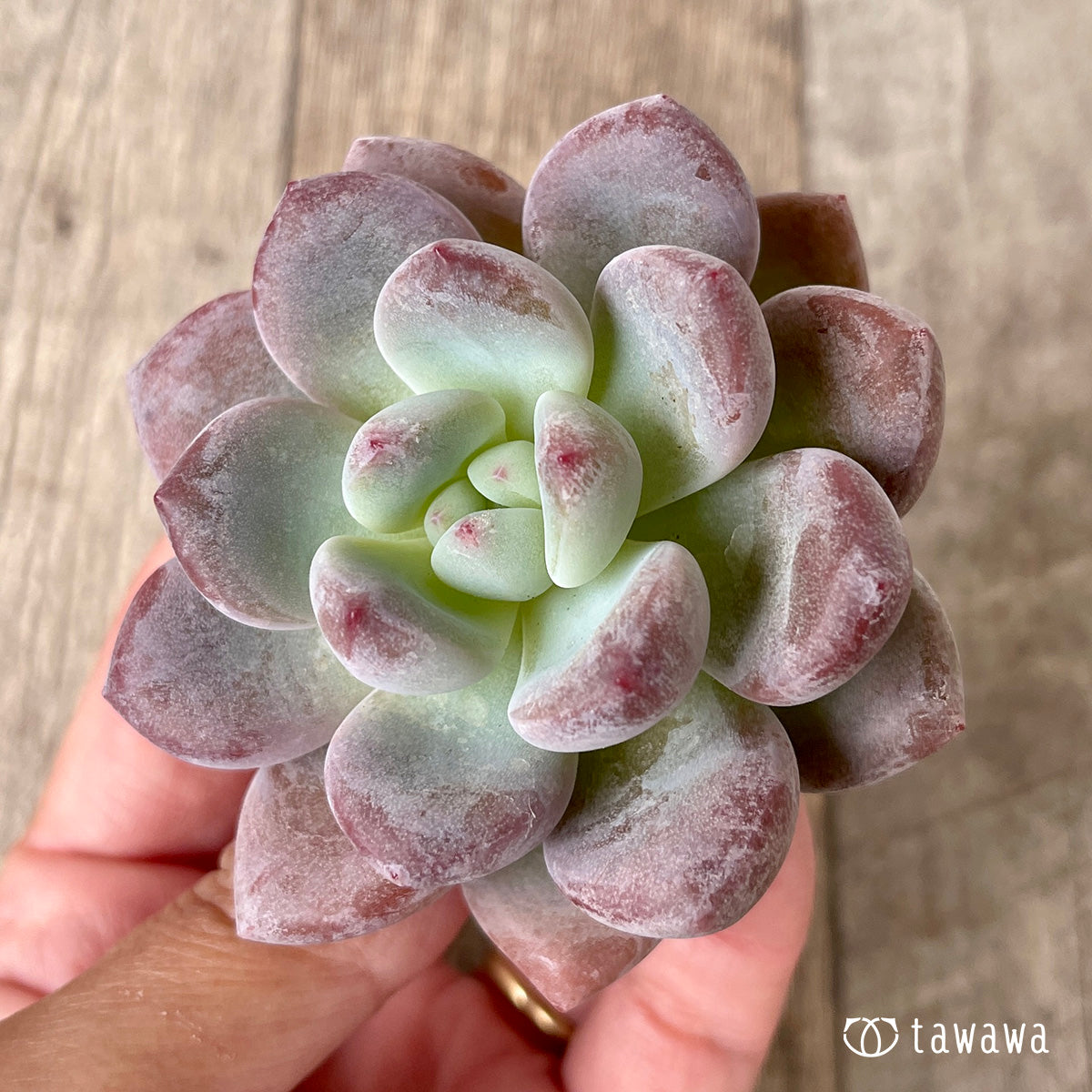 pansy (Viola tricolor hortensis)