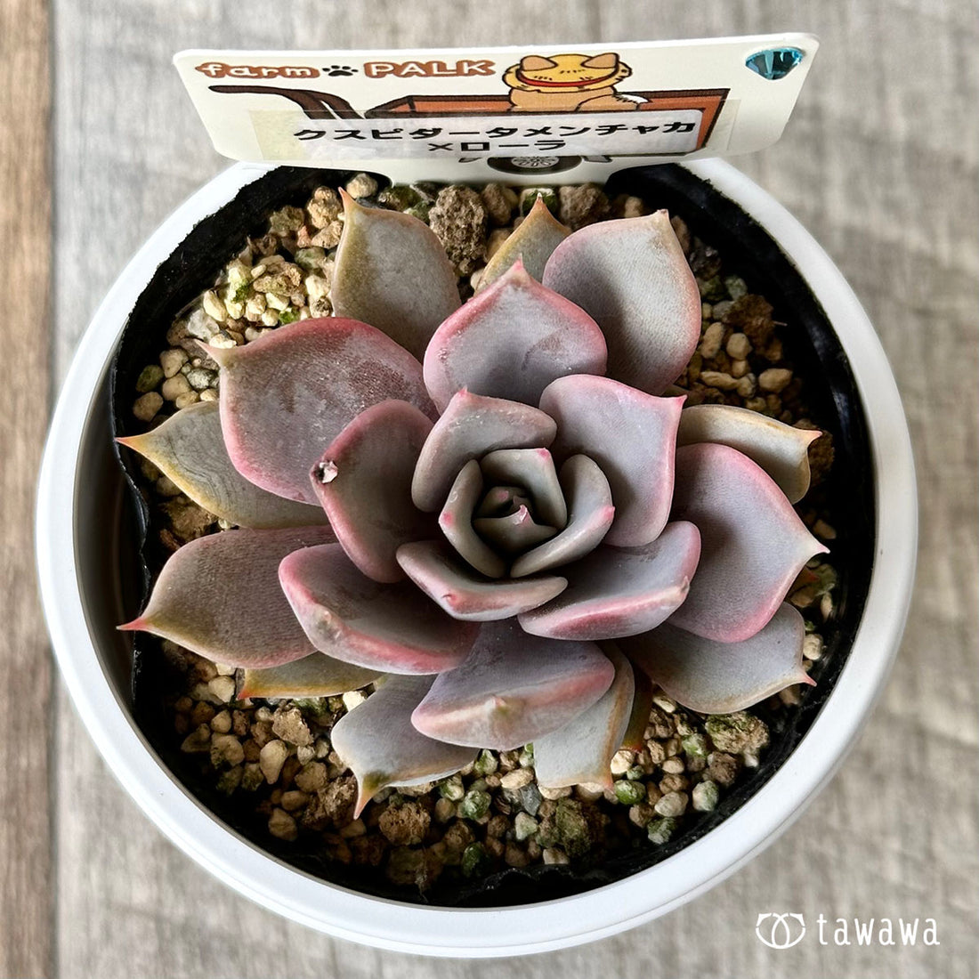 【ファームパルク苗】クスピダータメンチャカ×ローラ