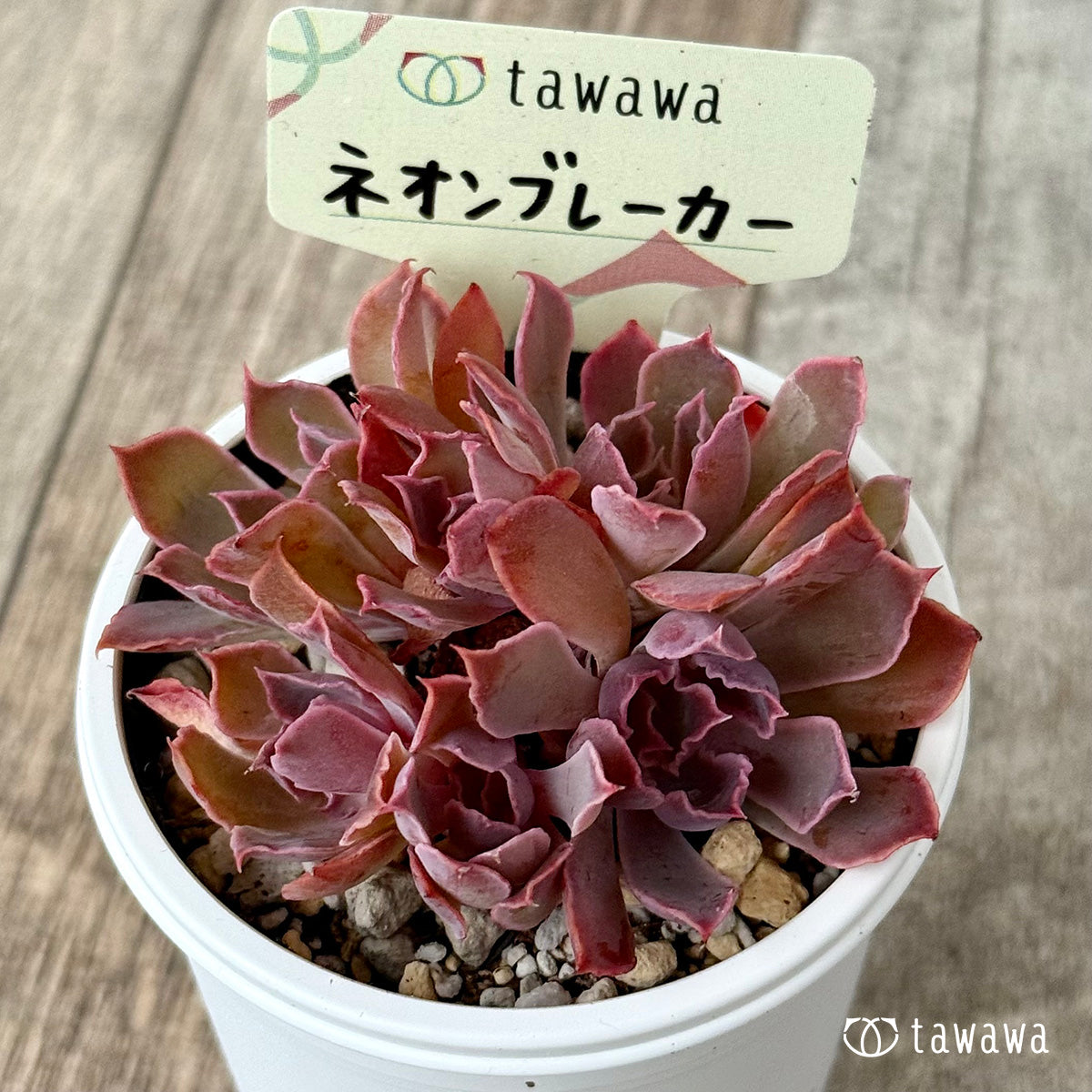 *新発売* ネオンブレーカー【tawawaハウス苗】