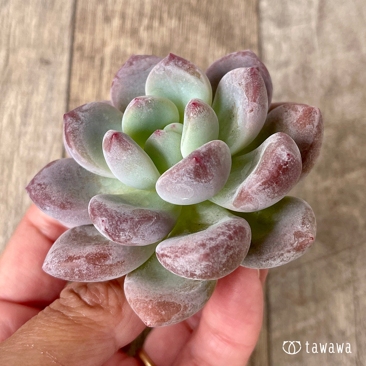 pansy (Viola tricolor hortensis)