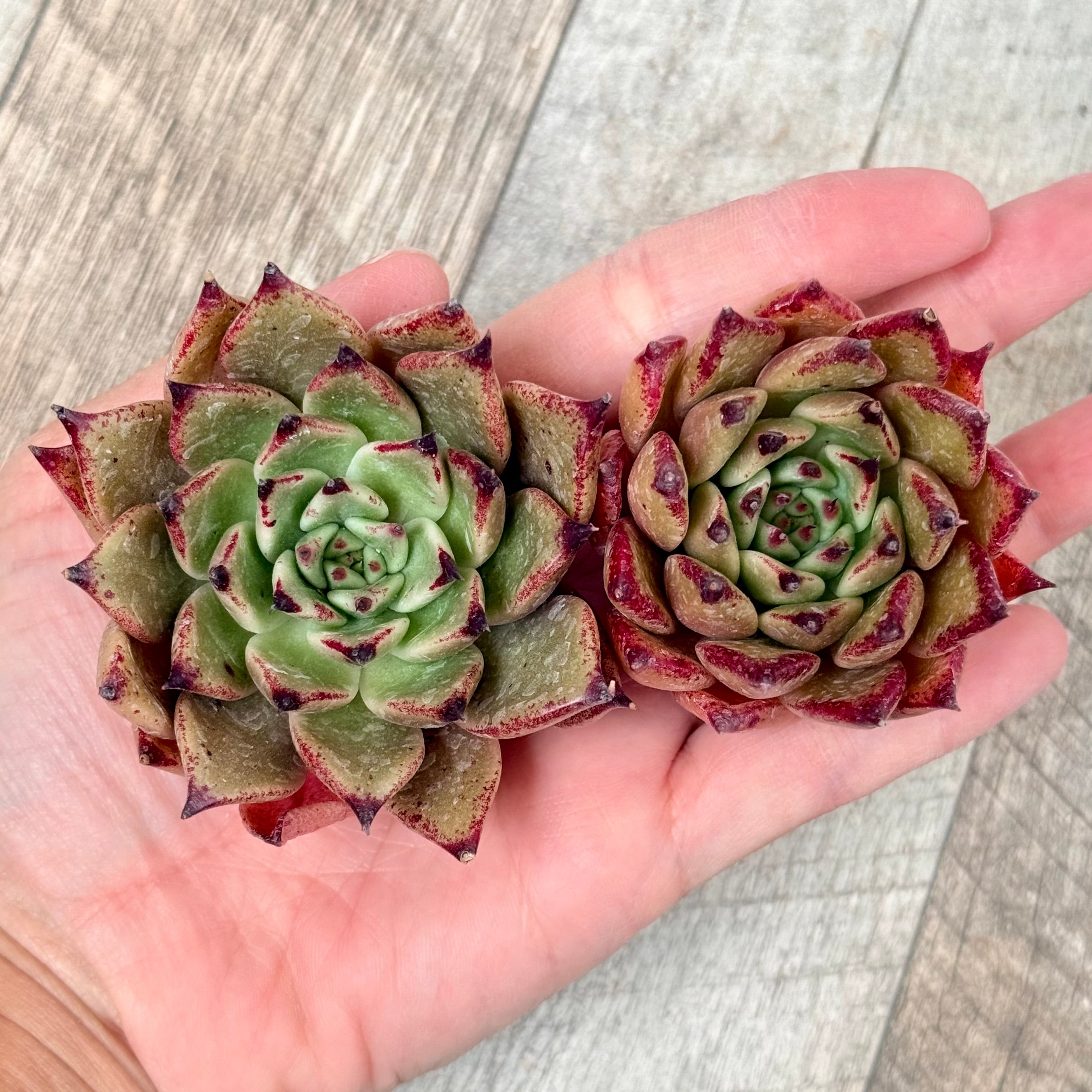 New Arrivals: Ice Green