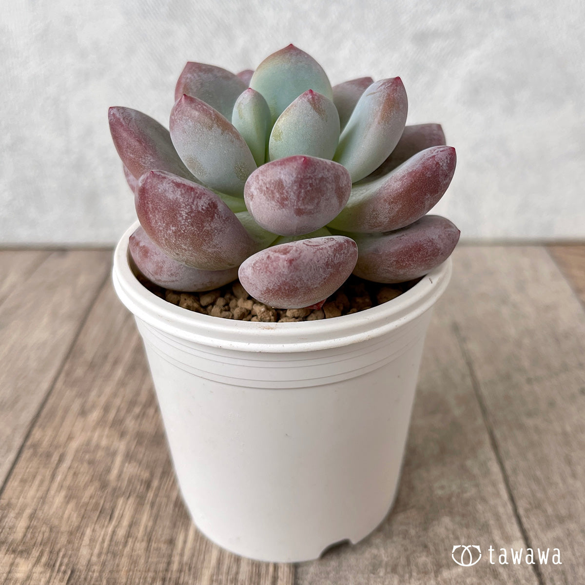 pansy (Viola tricolor hortensis)