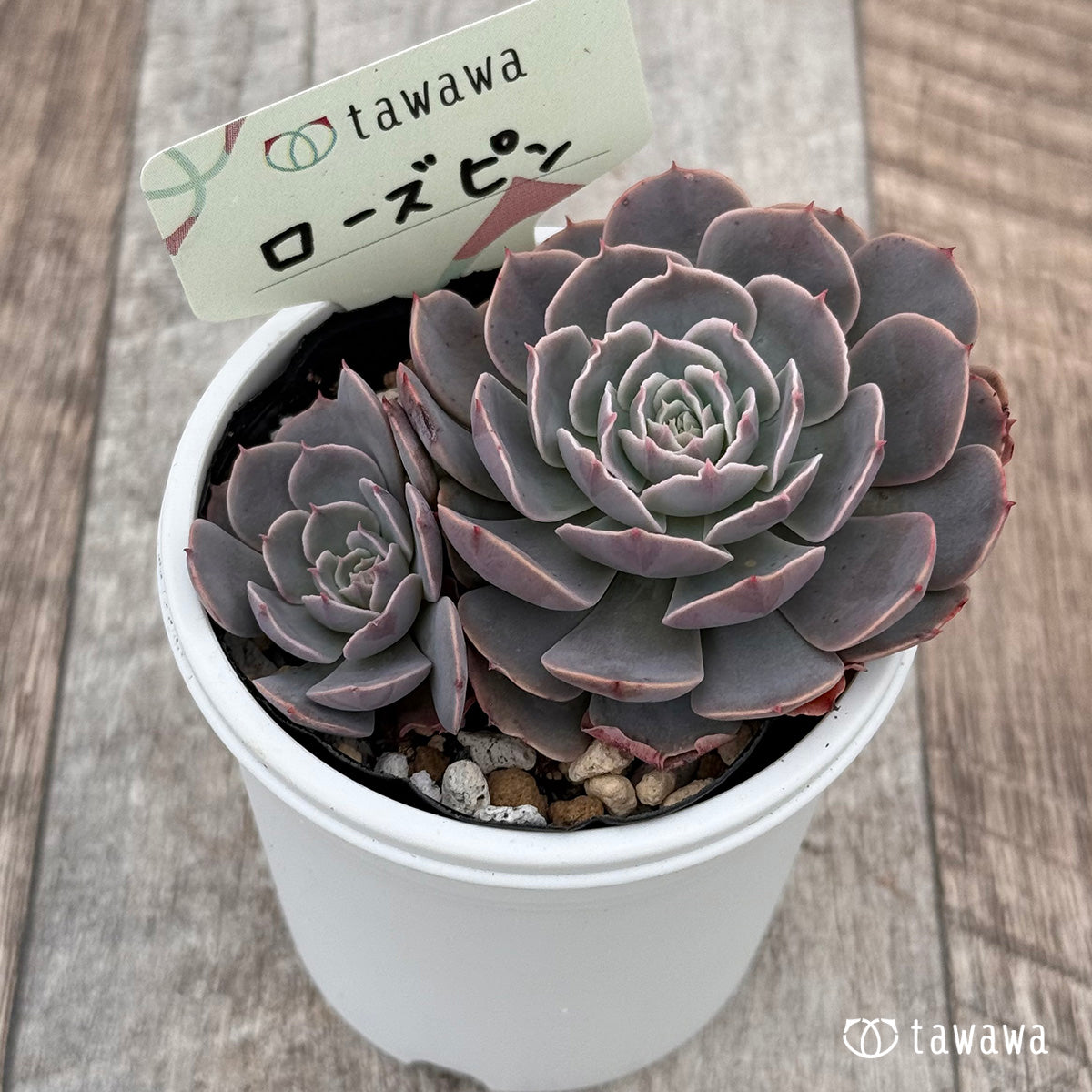 ローズピン 【tawawaハウス苗】