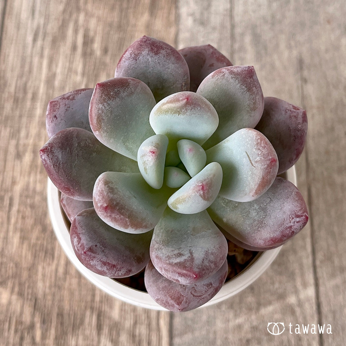 pansy (Viola tricolor hortensis)