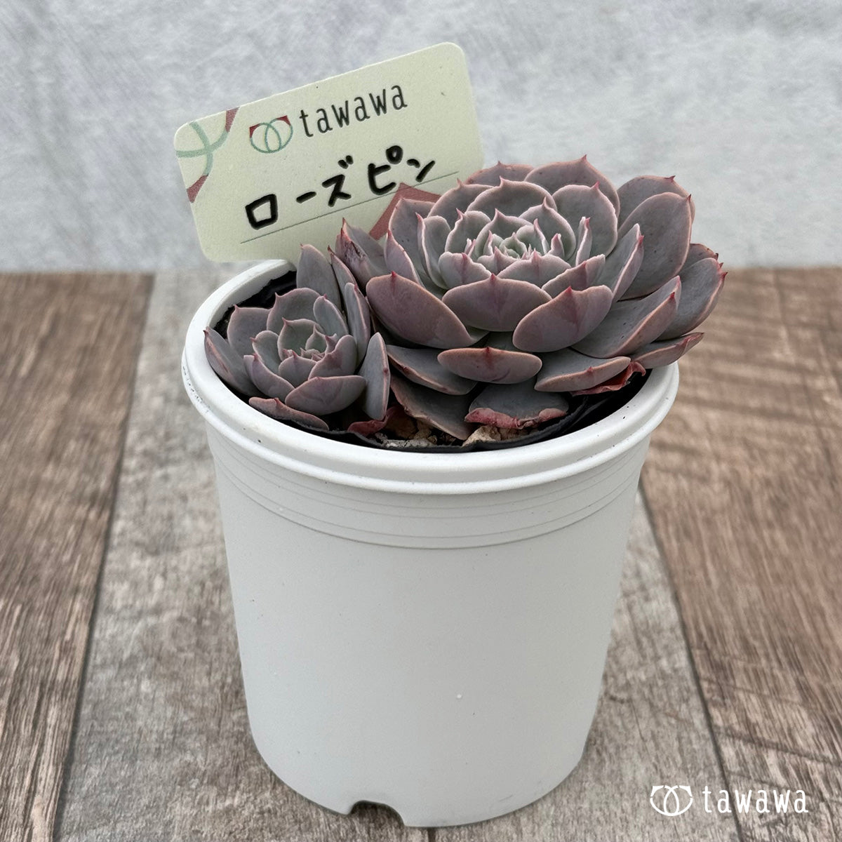 ローズピン 【tawawaハウス苗】
