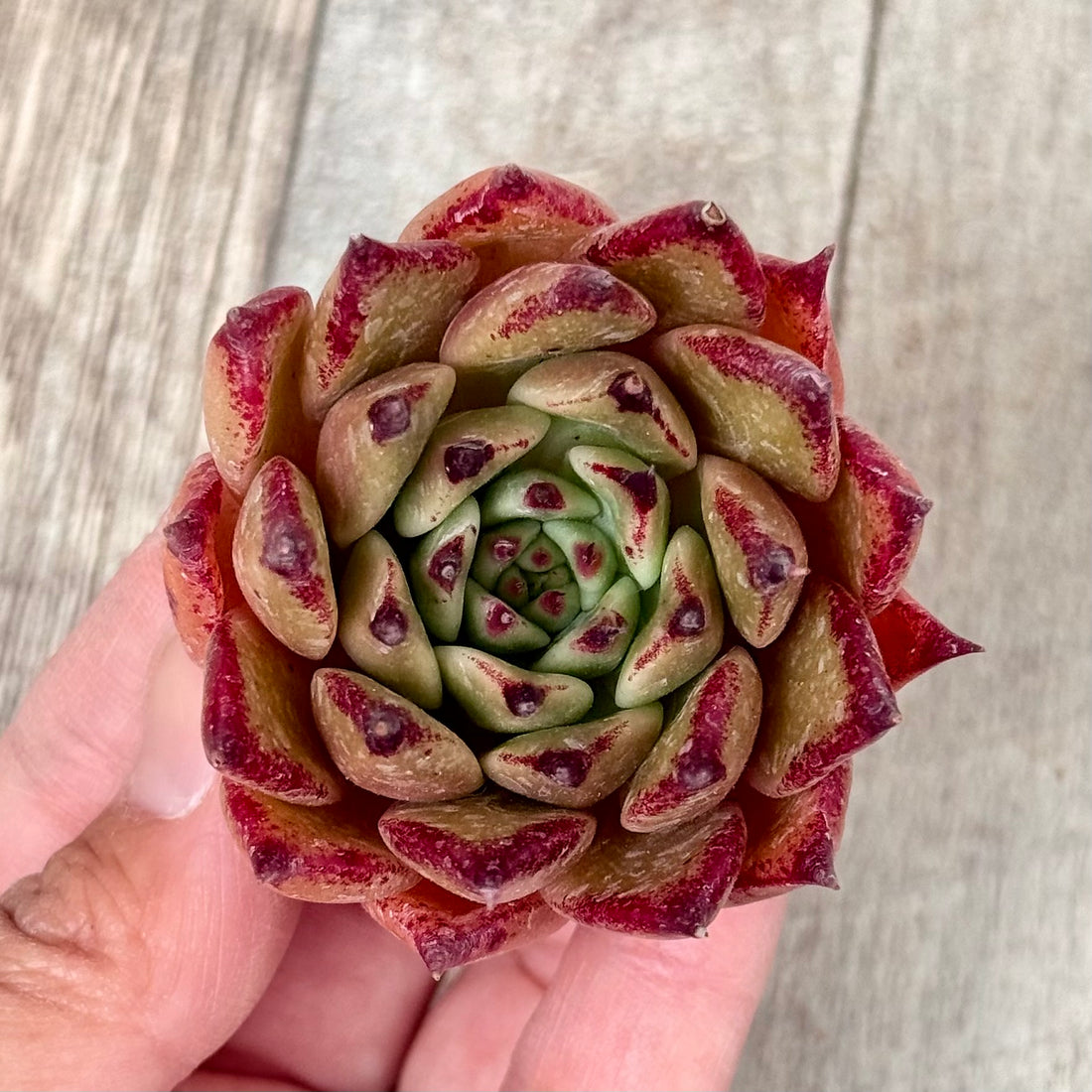 New Arrivals: Ice Green