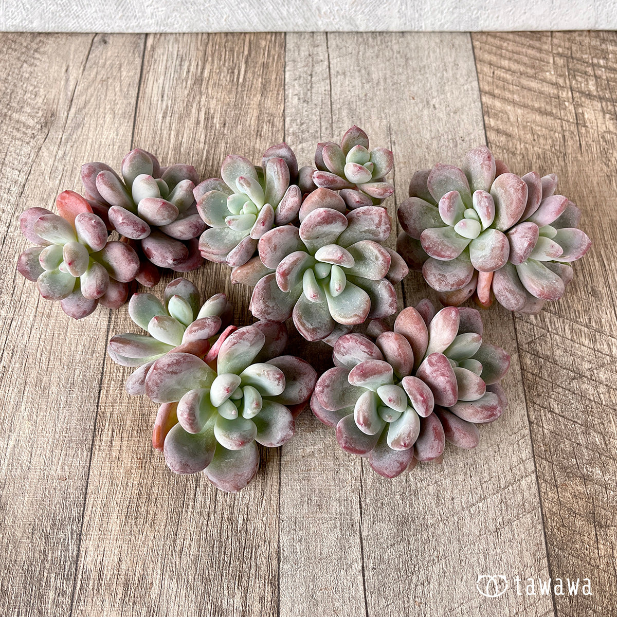 *新入荷* モンロークイーン【多頭】