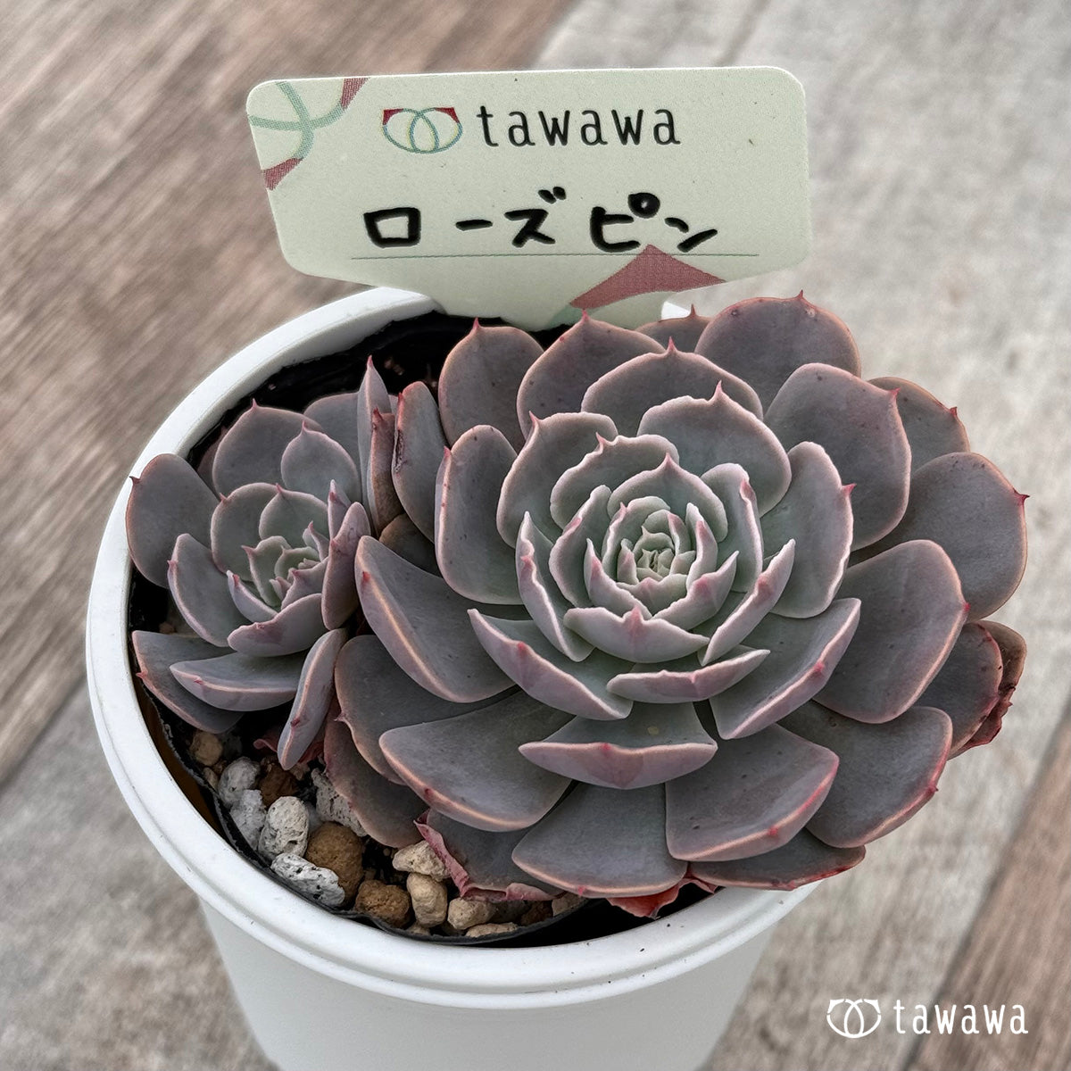 ローズピン 【tawawaハウス苗】