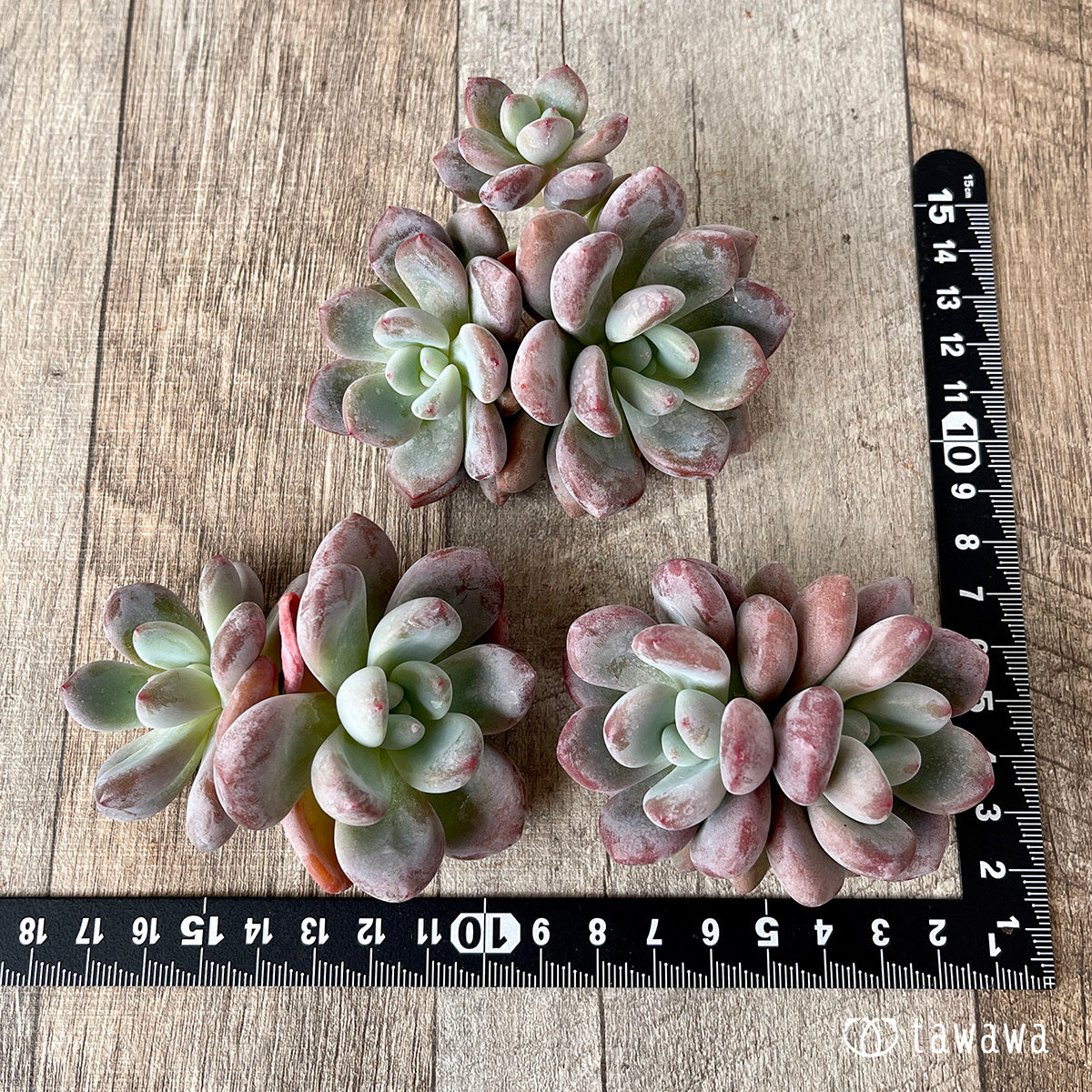 *新入荷* モンロークイーン【多頭】