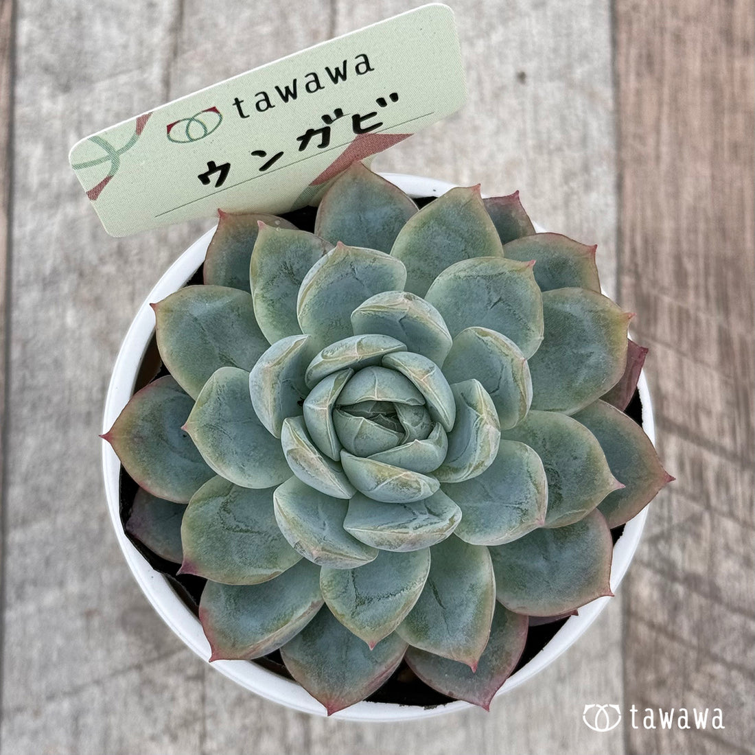 ウンガビ 【tawawaハウス苗】