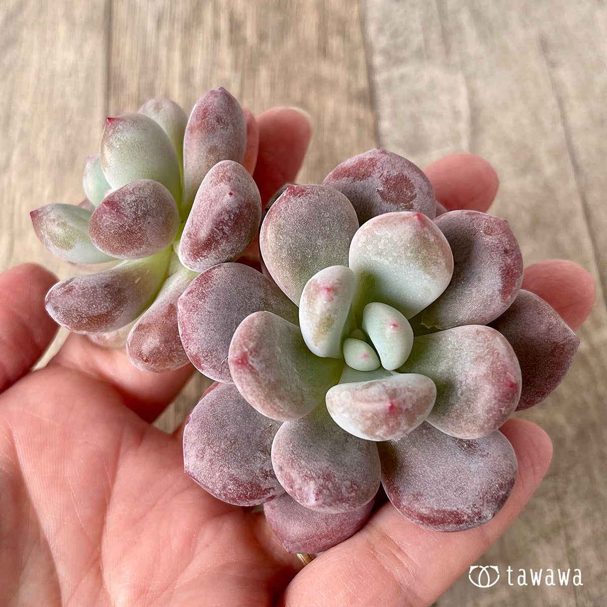 *新入荷* モンロークイーン【多頭】