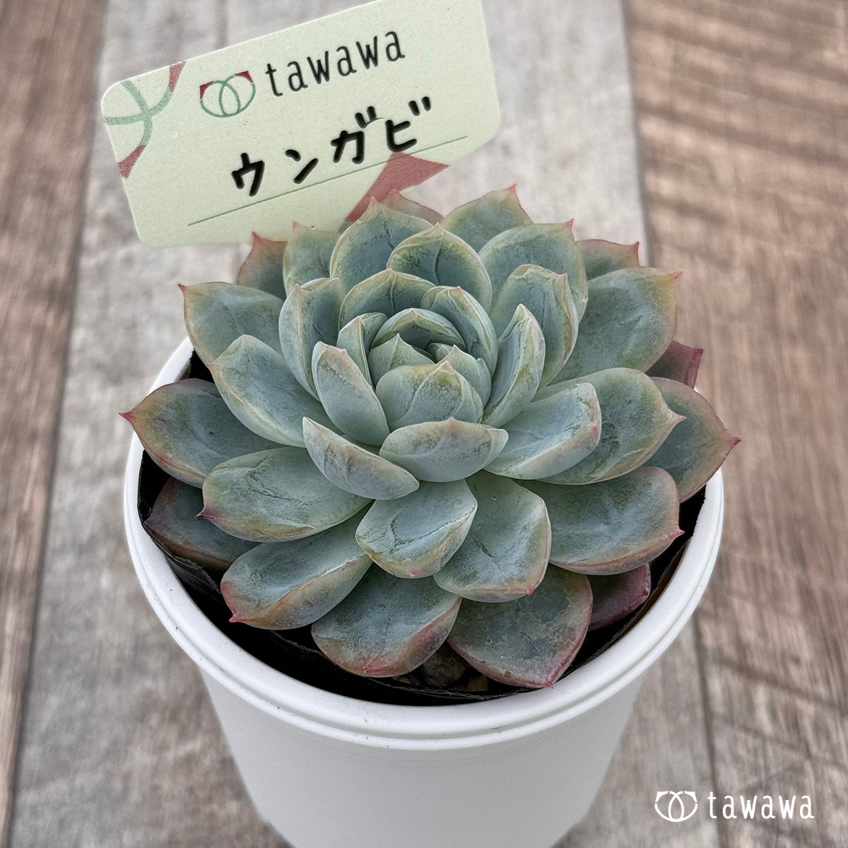 ウンガビ 【tawawaハウス苗】