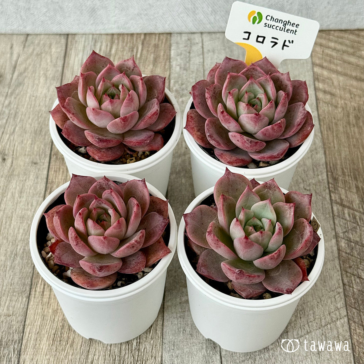 *新発売* コロラド(チャンヒー農園)【tawawaハウス苗】