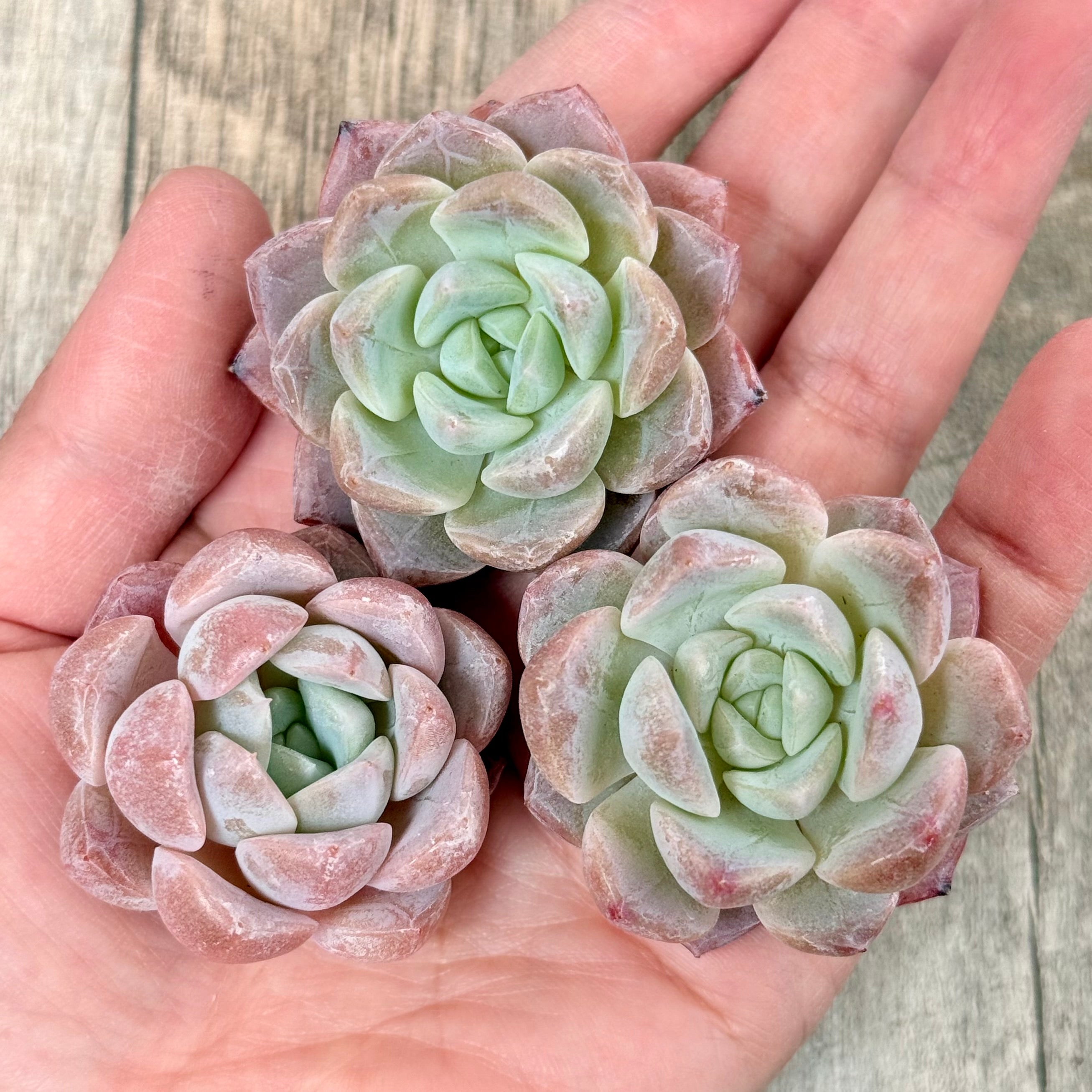 New Arrivals: Ice Green