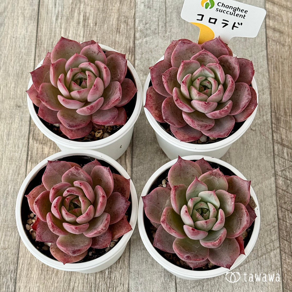 *新発売* コロラド(チャンヒー農園)【tawawaハウス苗】