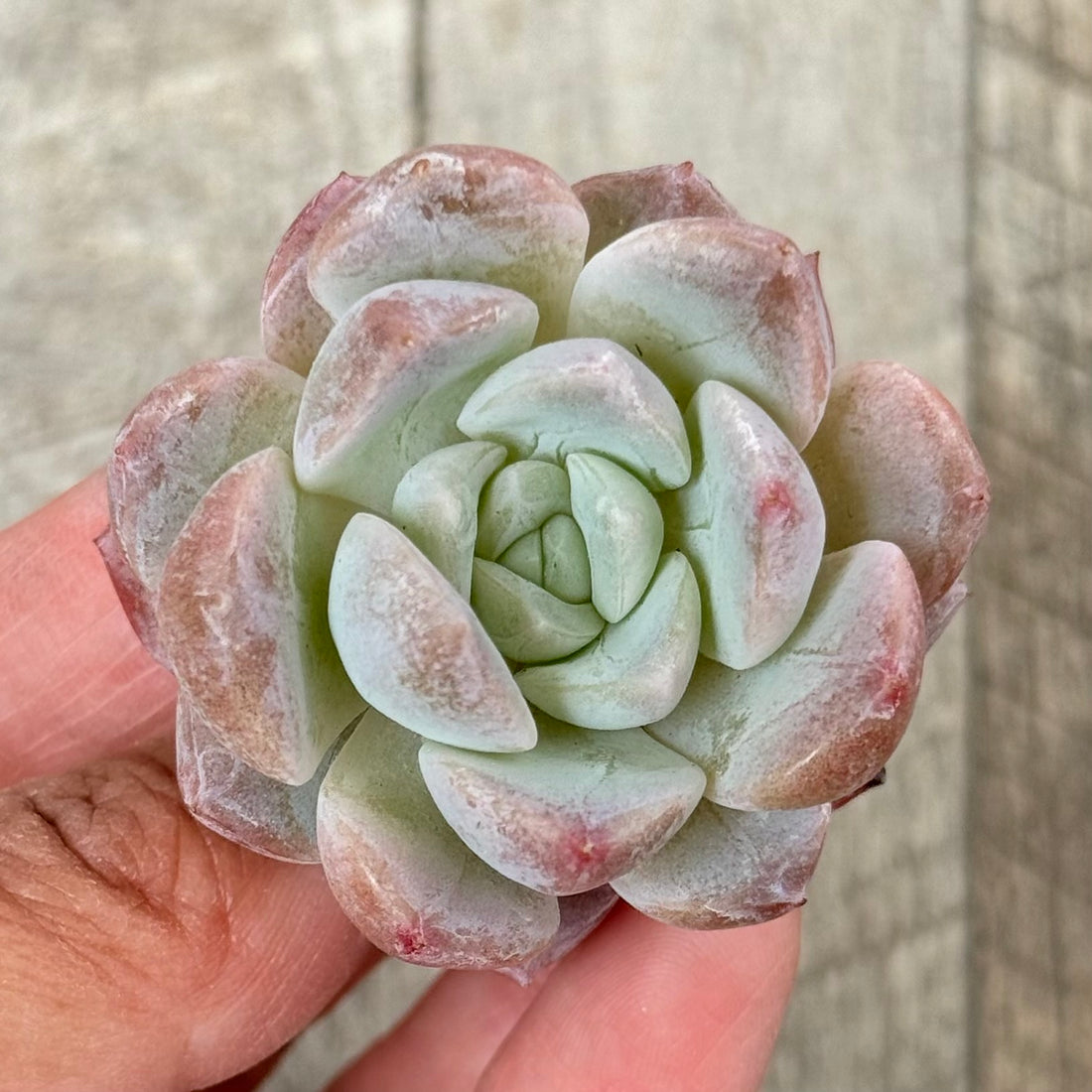 New Arrivals: Ice Green