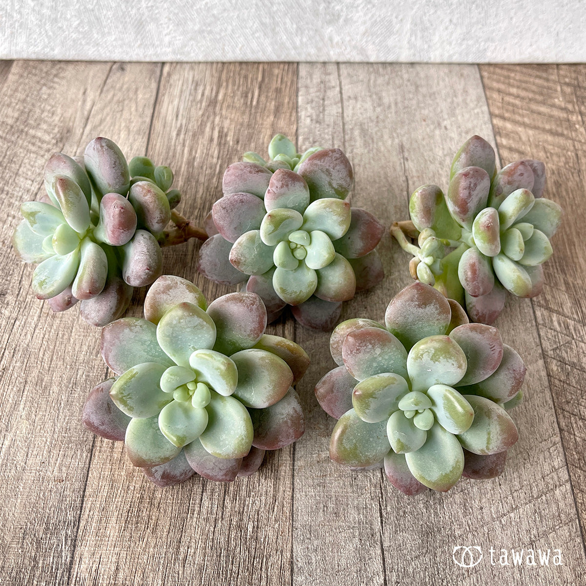 *新入荷* キャビア