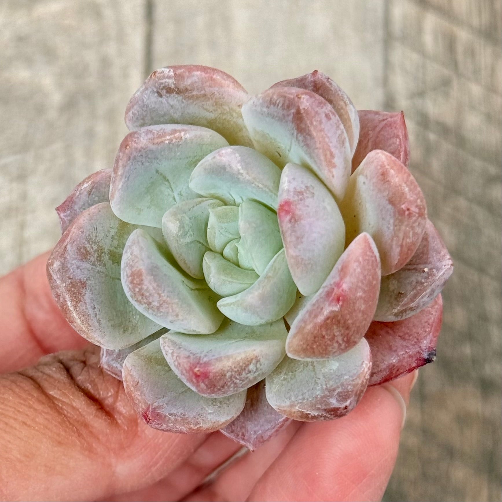 New Arrivals: Ice Green