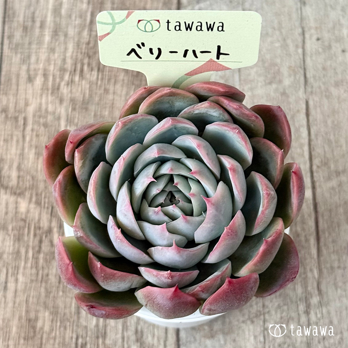 ベリーハート(エアーマジック農園)【tawawaハウス苗】