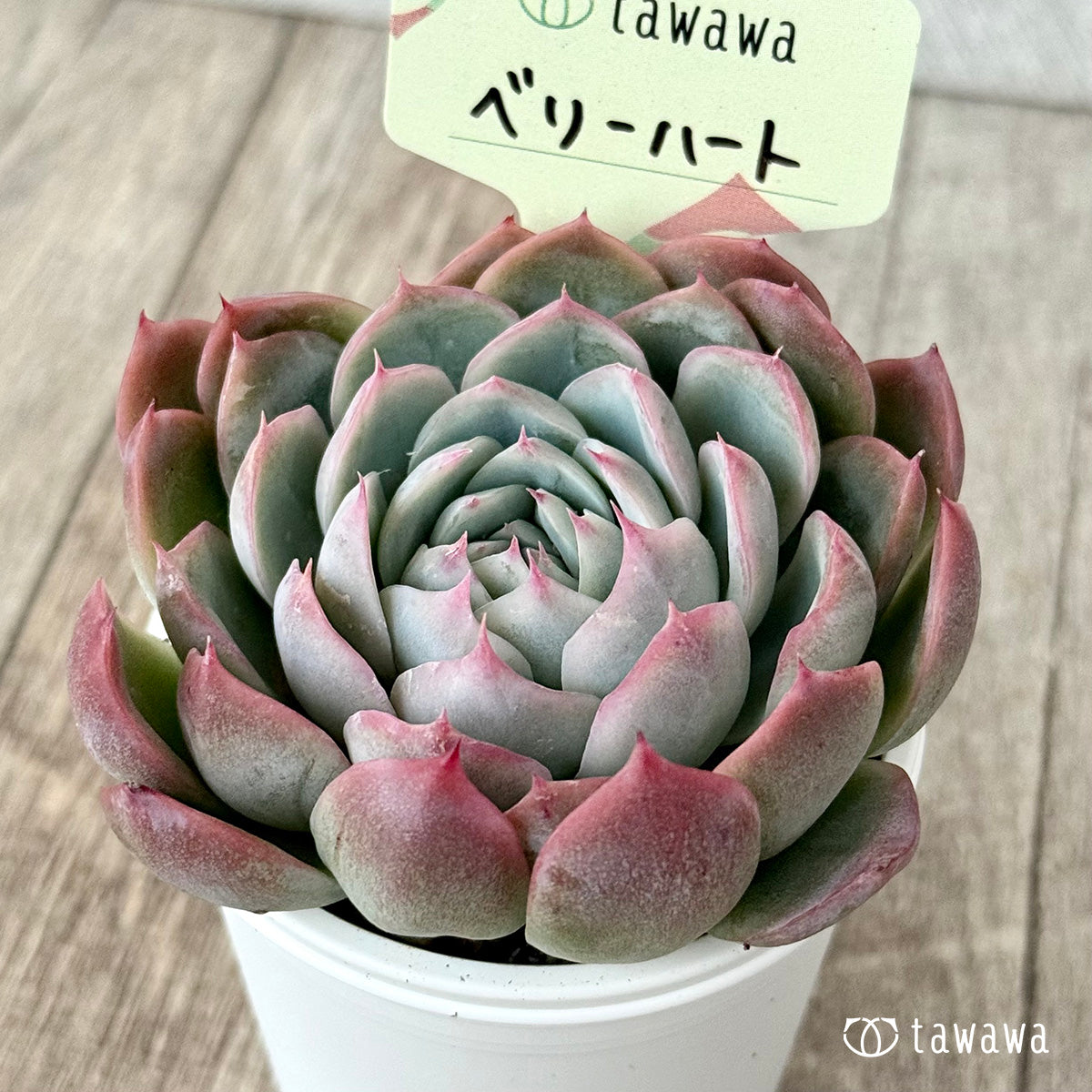 ベリーハート(エアーマジック農園)【tawawaハウス苗】