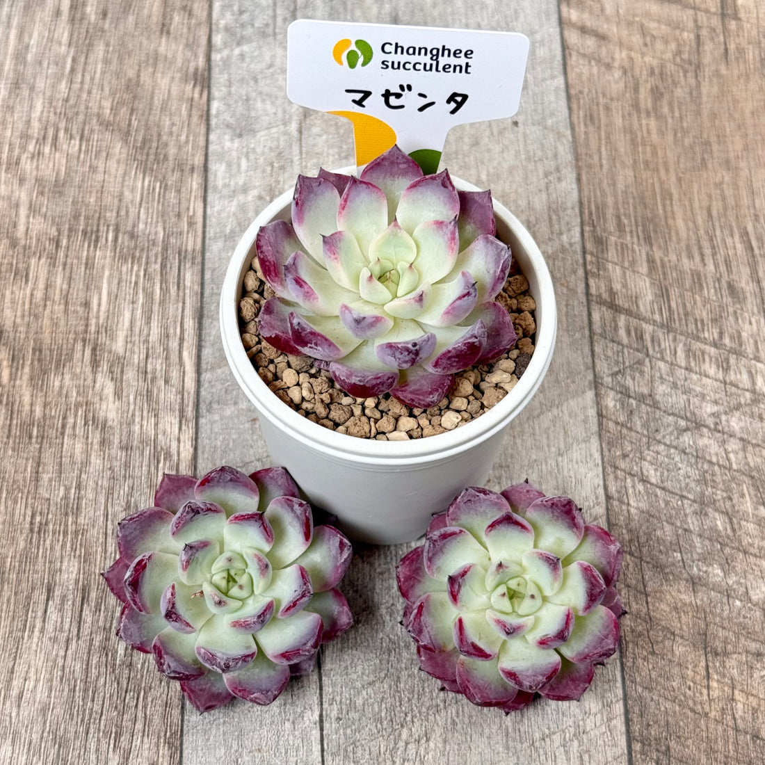 マゼンタ(チャンヒー農園苗)