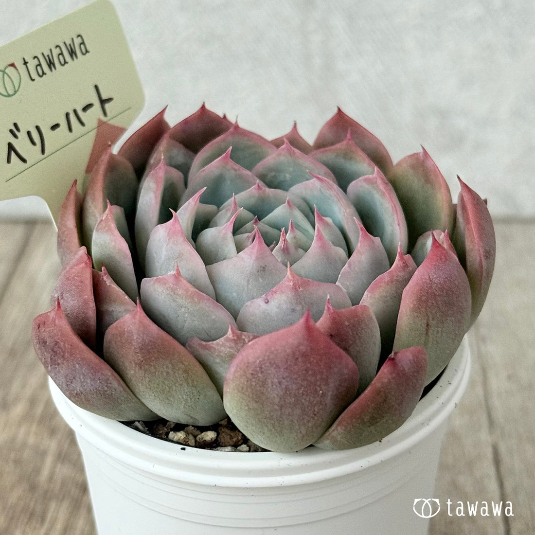 *新発売* ベリーハート(エアーマジック農園)【tawawaハウス苗】