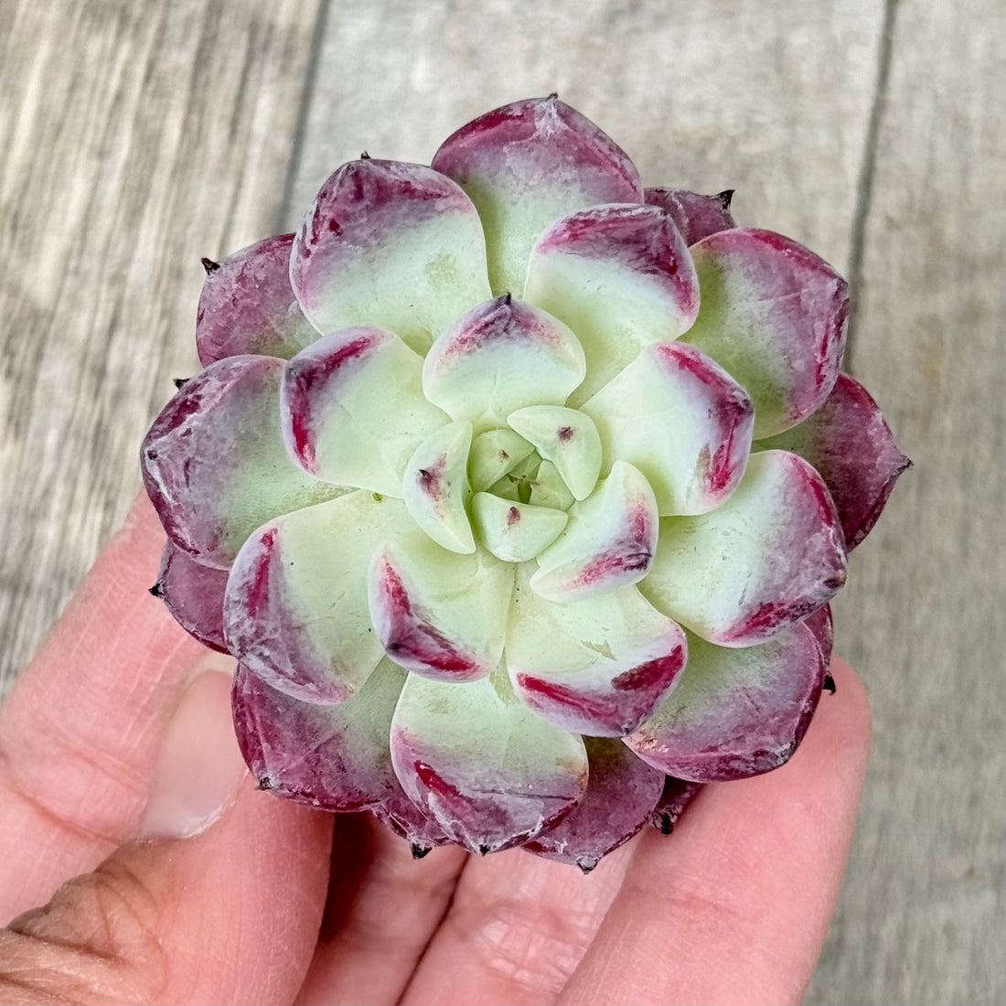 マゼンタ(チャンヒー農園苗)