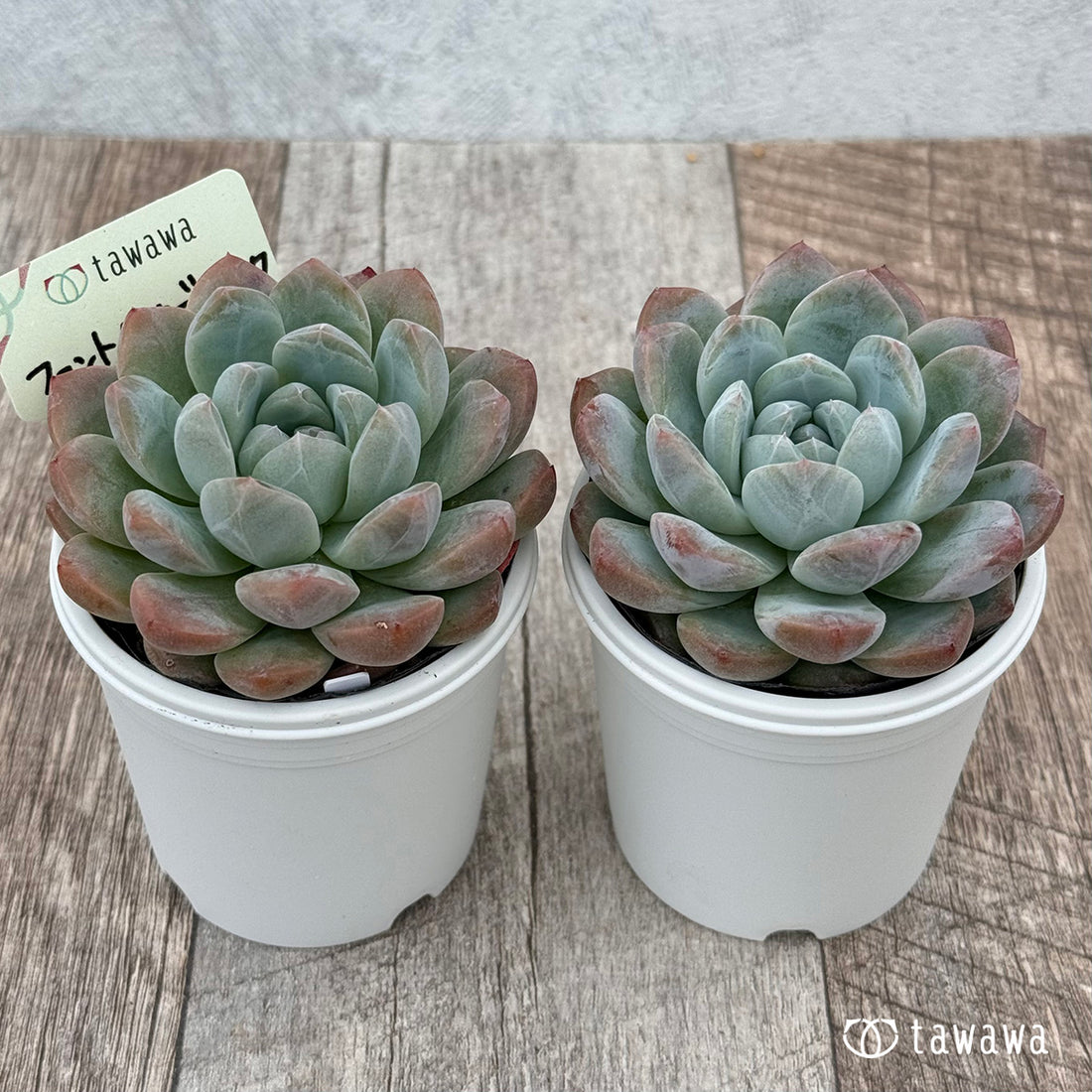 ファントムオブピンク 【tawawaハウス苗】