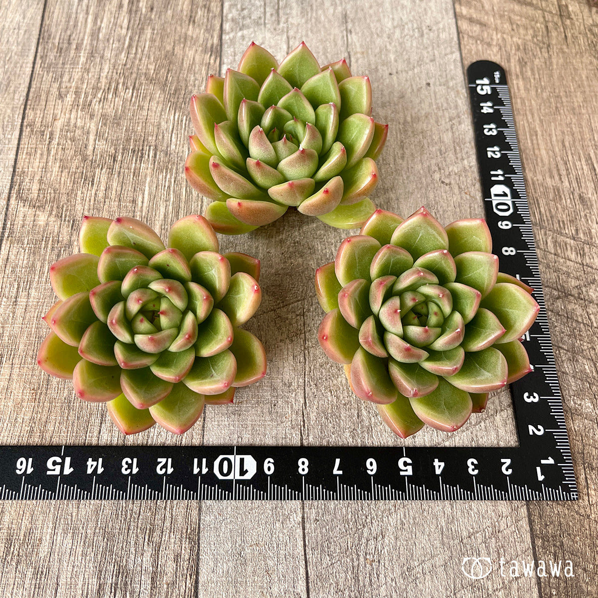 *新入荷* マルグウンアイ