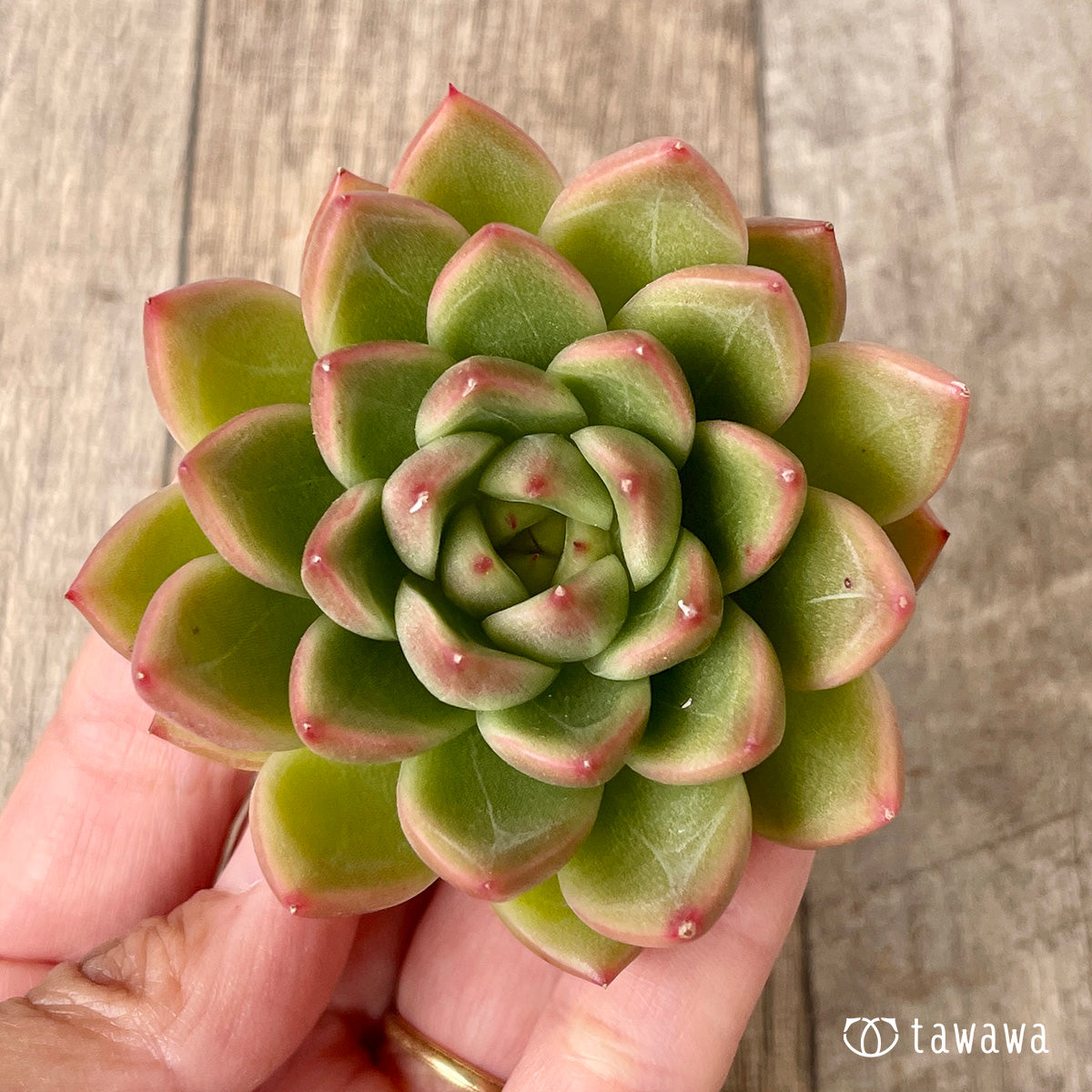 *新入荷* マルグウンアイ