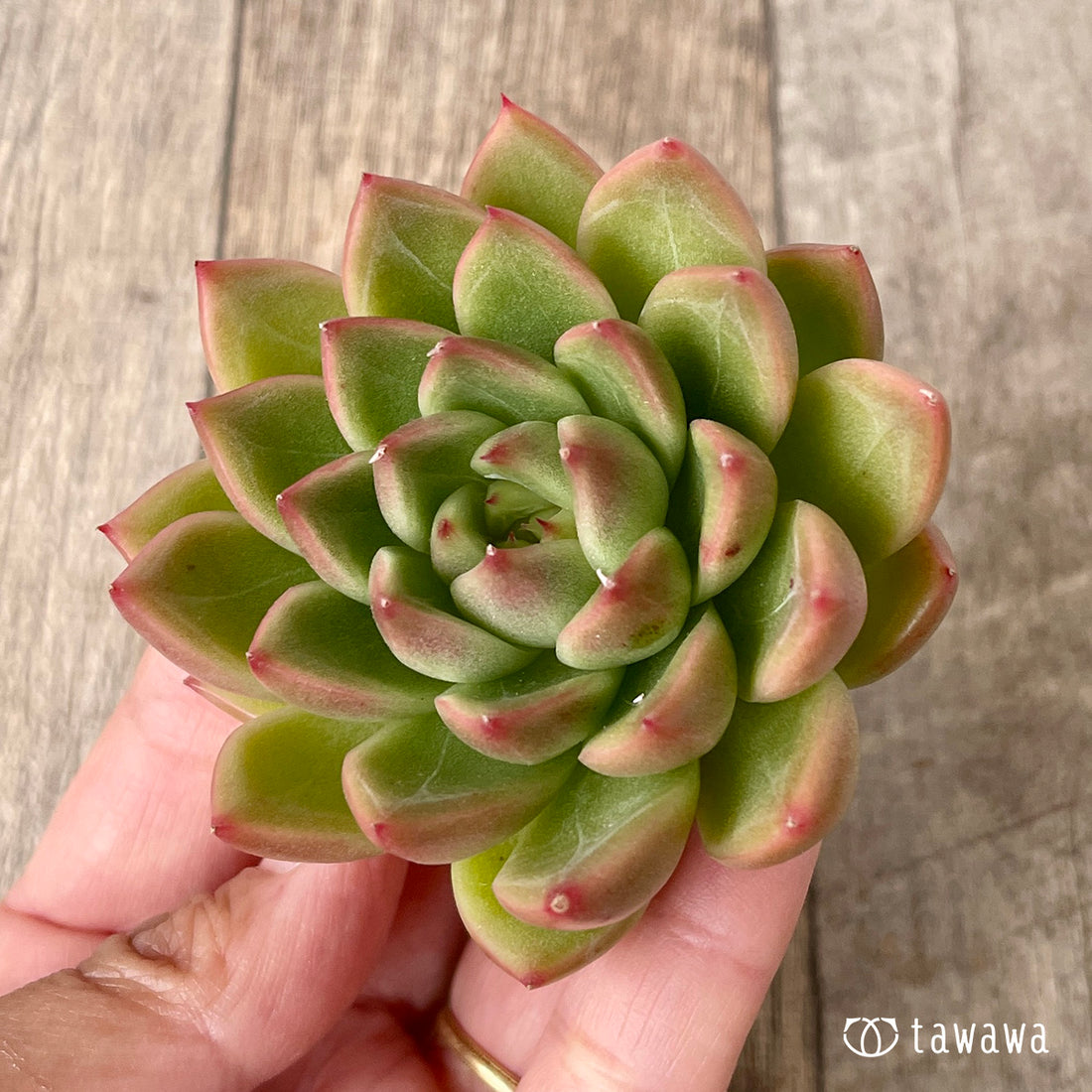 *新入荷* マルグウンアイ