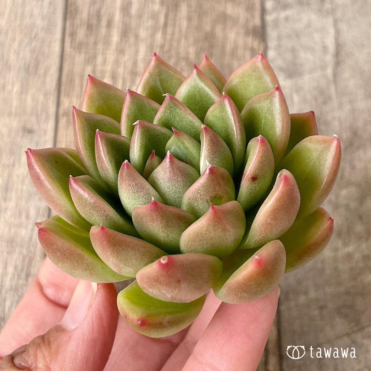 *新入荷* マルグウンアイ