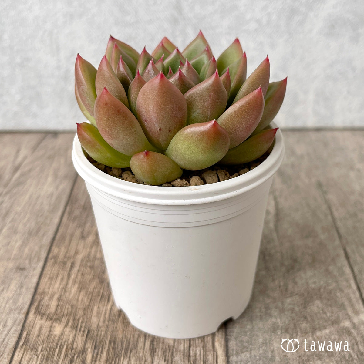 *新入荷* マルグウンアイ