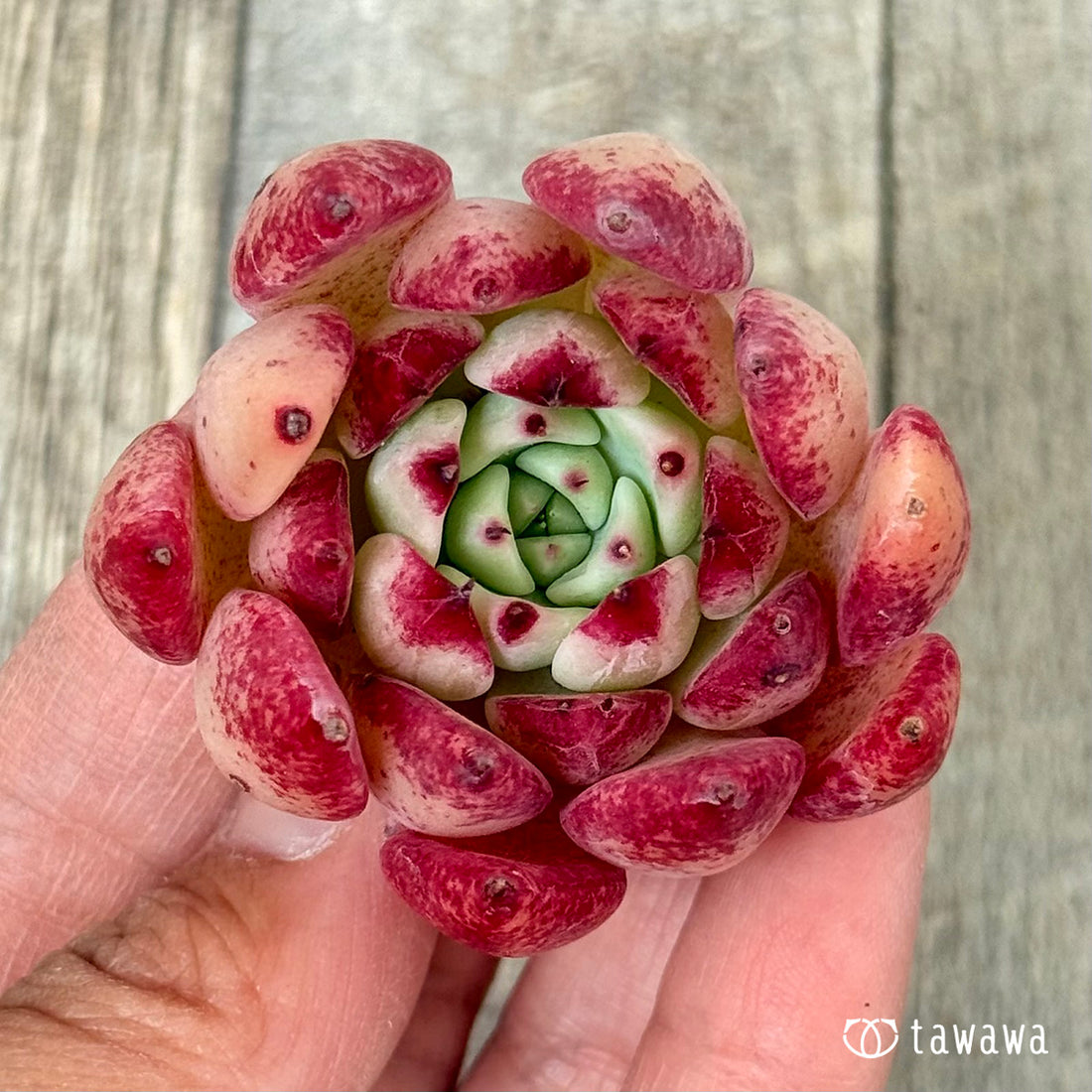 New Arrivals: Ice Green