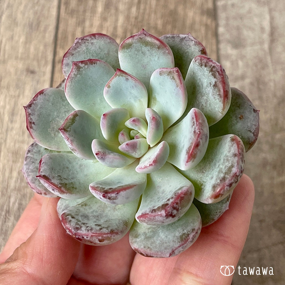 *新入荷* ホワイトムスク