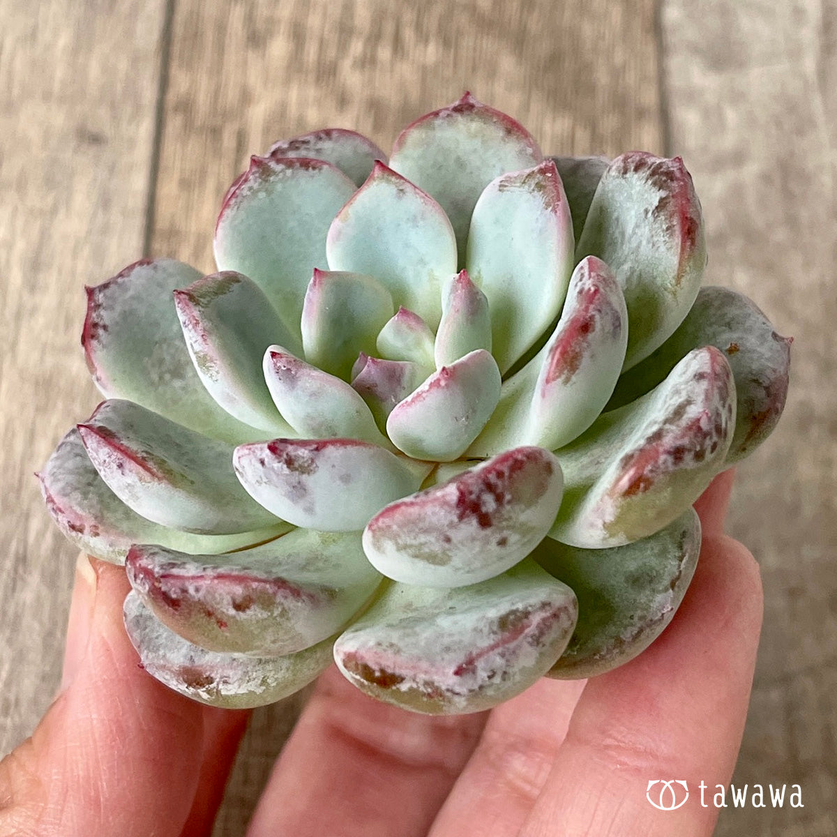 *新入荷* ホワイトムスク