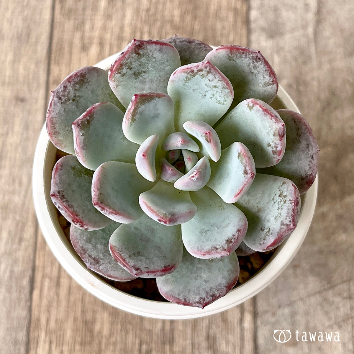 *新入荷* ホワイトムスク