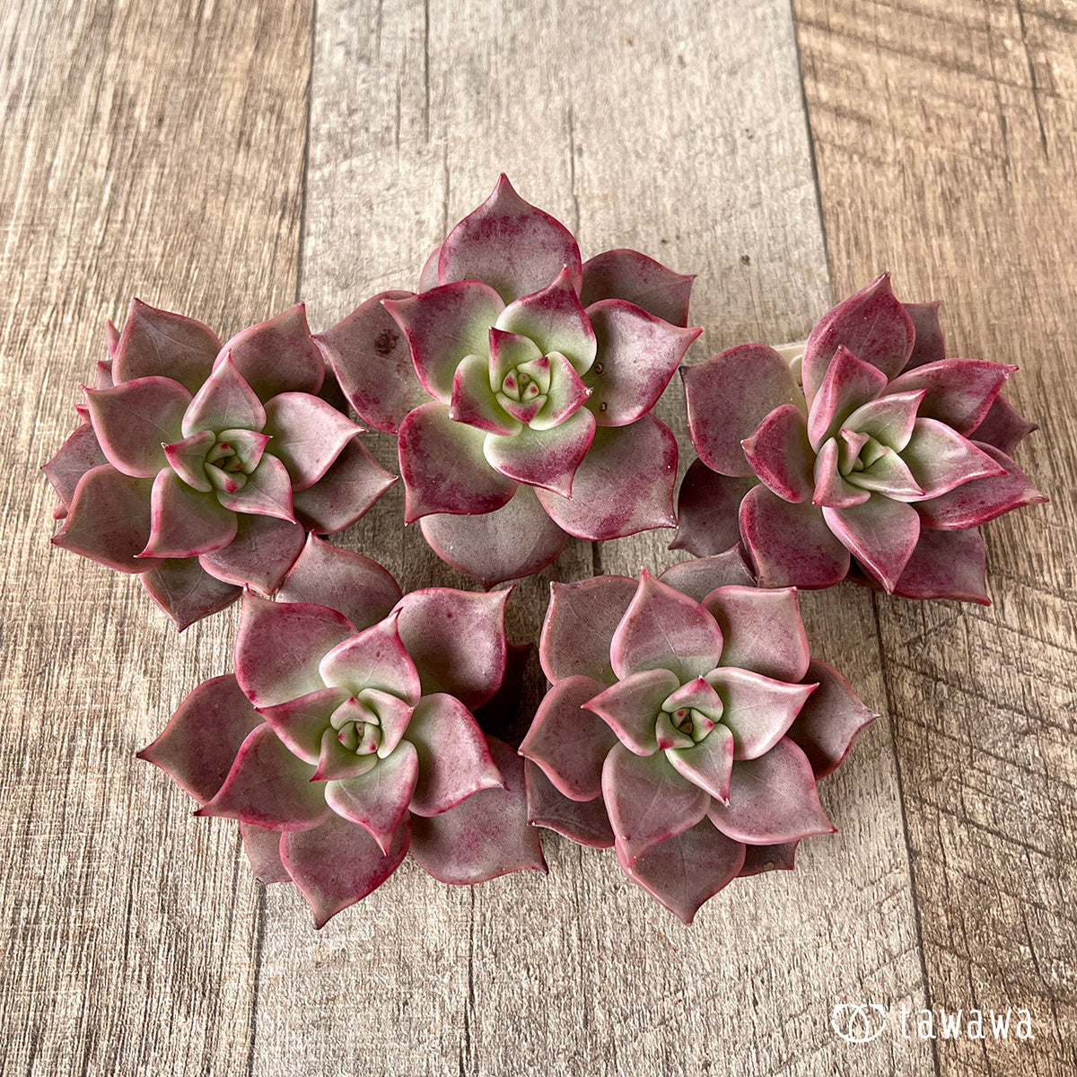 *新入荷* ピンキーローラ【単頭】