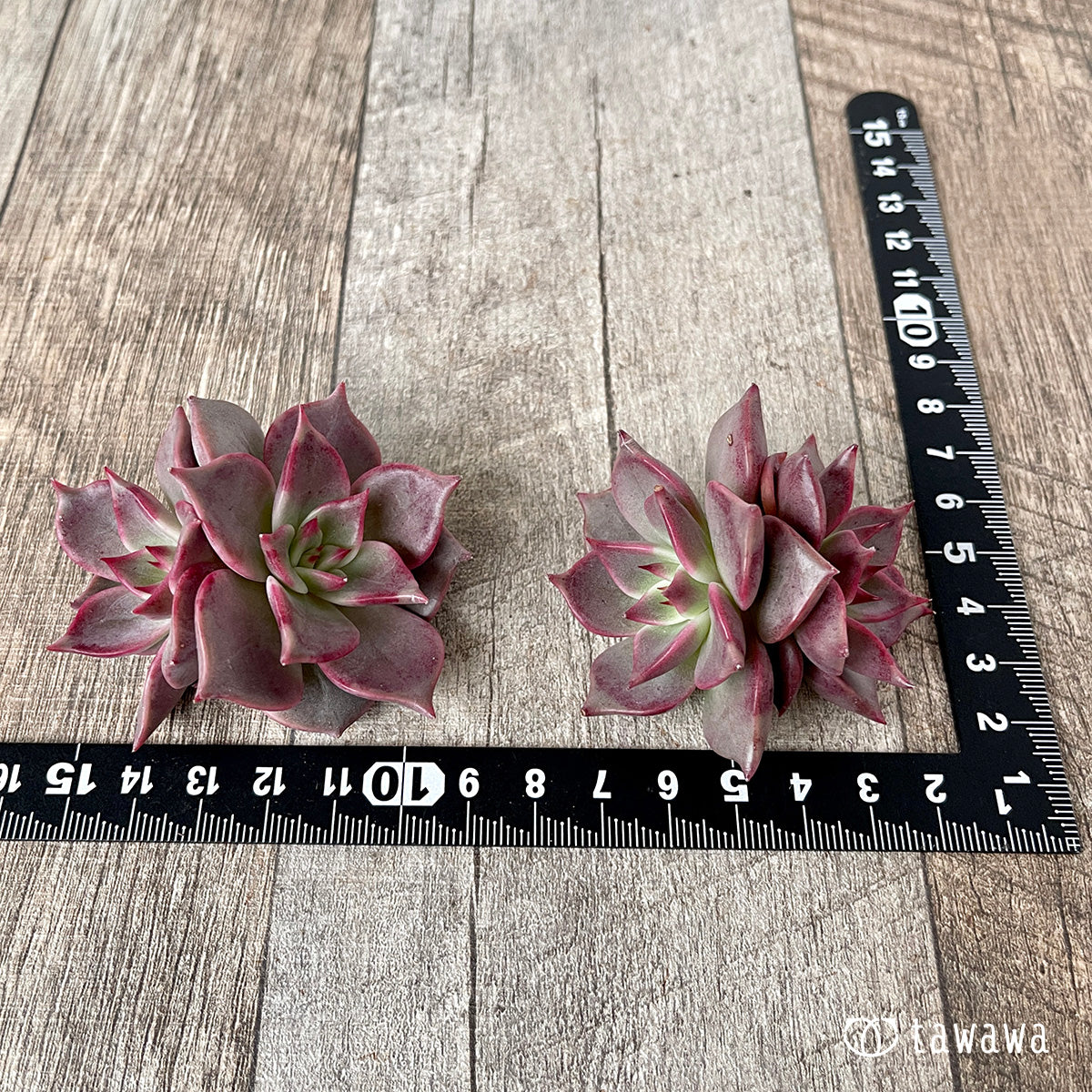 *新入荷* ピンキーローラ【双頭】