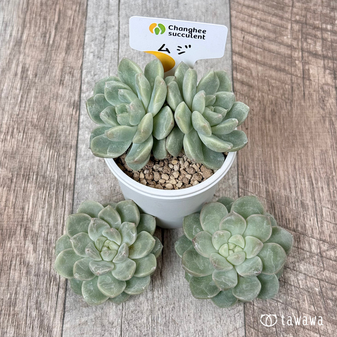 ムジ (チャンヒー農園苗)